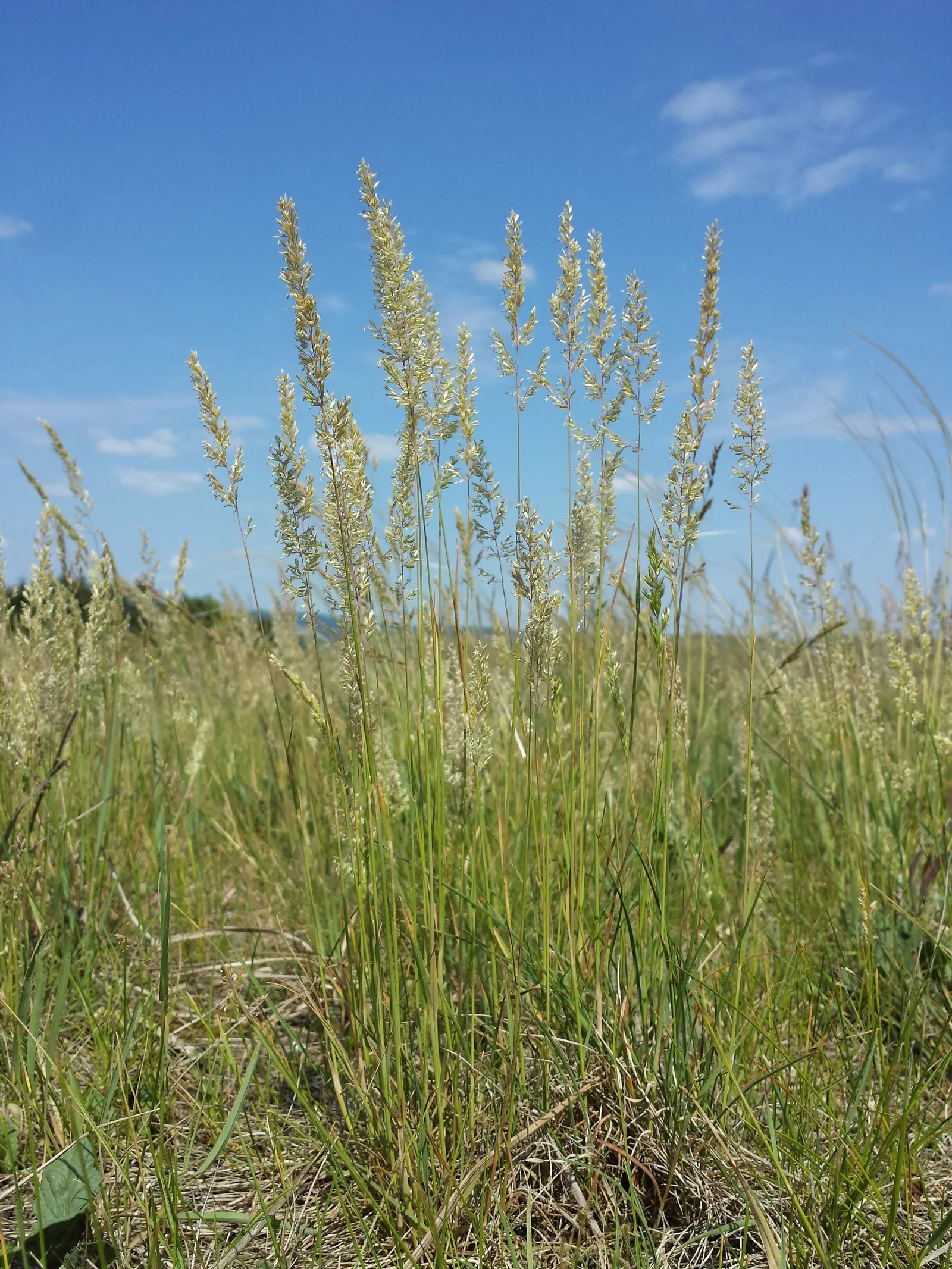 June Grass (Koeleria Macrantha) — densely tufted clump typically standing around 1 to 2 feet tall and spreading about the same in width
