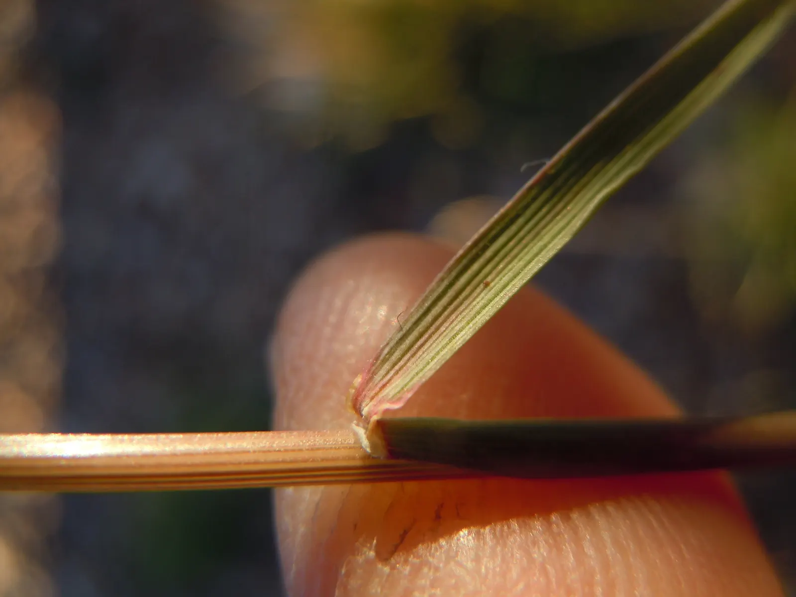 June Grass (Koeleria Macrantha) — Known for its adaptability
