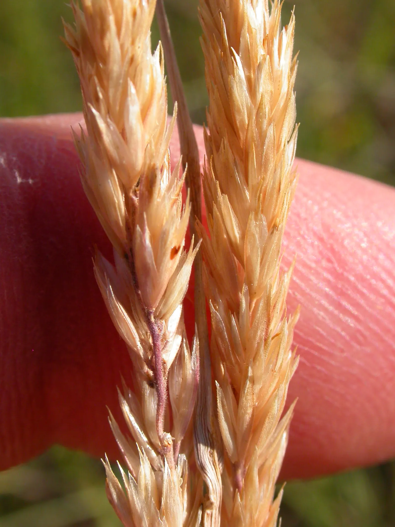 June Grass (Koeleria Macrantha) — The silvery-green leaves transition to a golden hue in fall; delicate panicles that can reach up to 3 feet tall