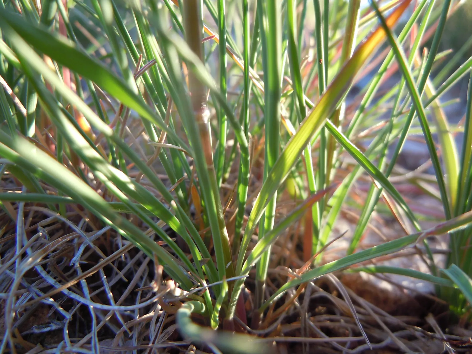 June Grass (Koeleria Macrantha) — green flowers in the garden; scientifically termed Koeleria macrantha