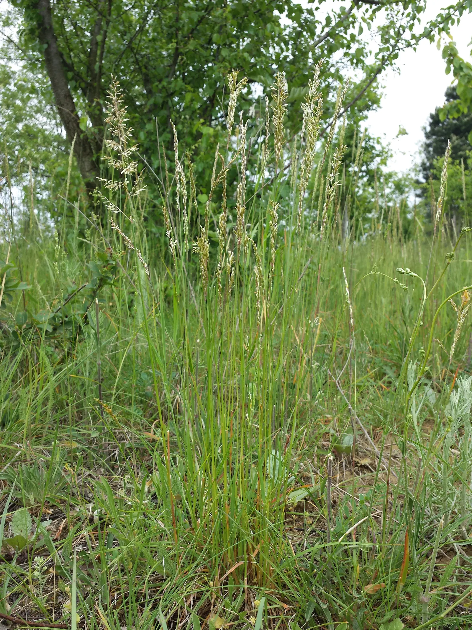June Grass (Koeleria Macrantha) — green flowers in the garden