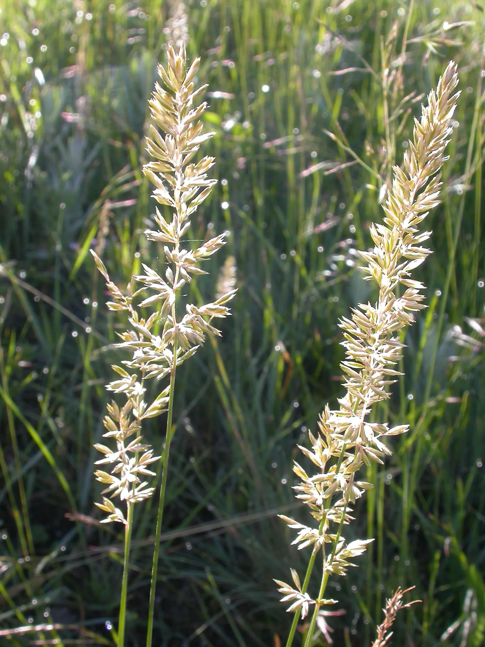 June Grass (Koeleria Macrantha) — It typically grows 1-2 feet tall with airy, silver-green inflorescences in early summer; known for its adaptability
