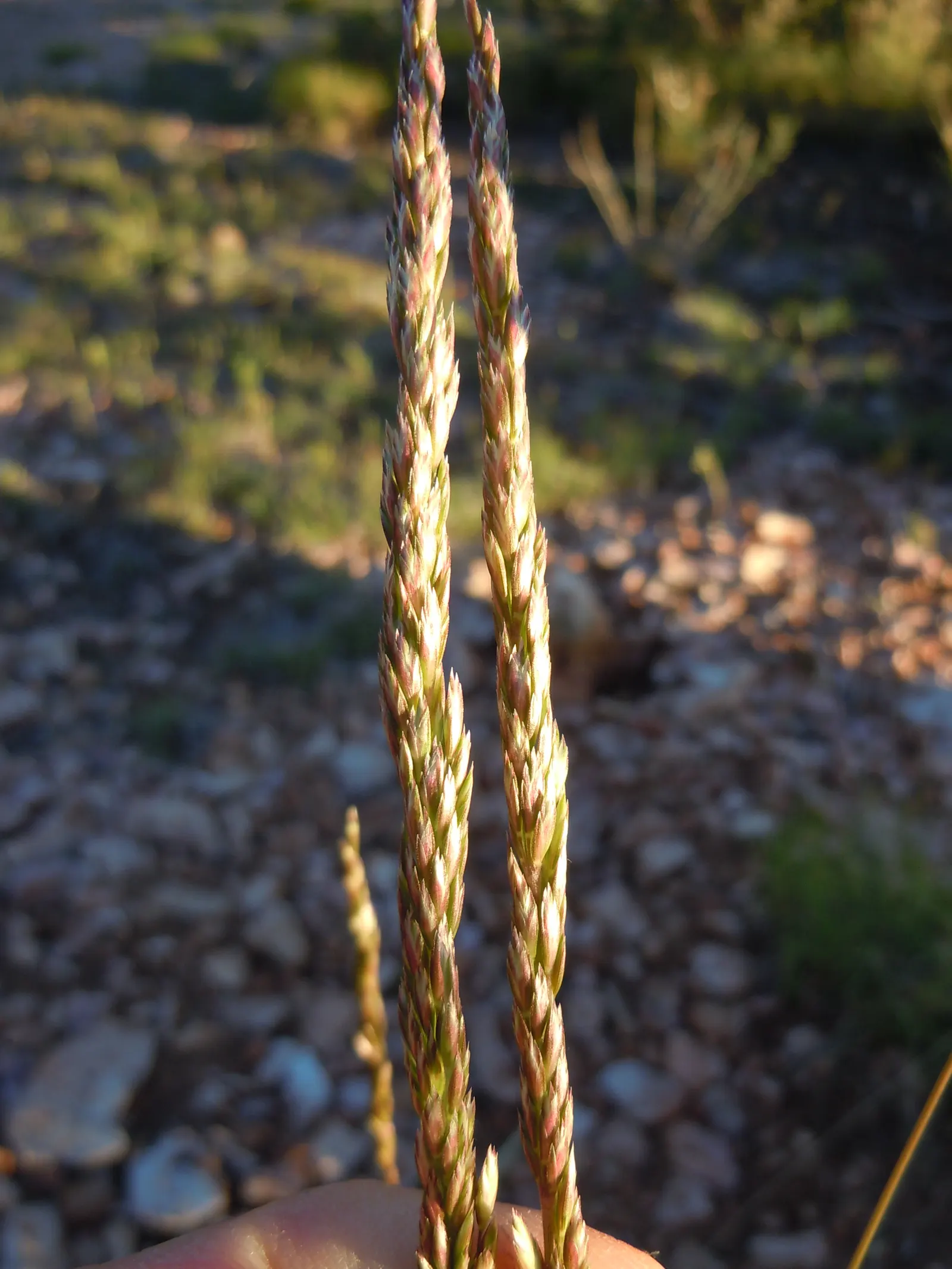 June Grass (Koeleria Macrantha) — delicate panicles that can reach up to 3 feet tall