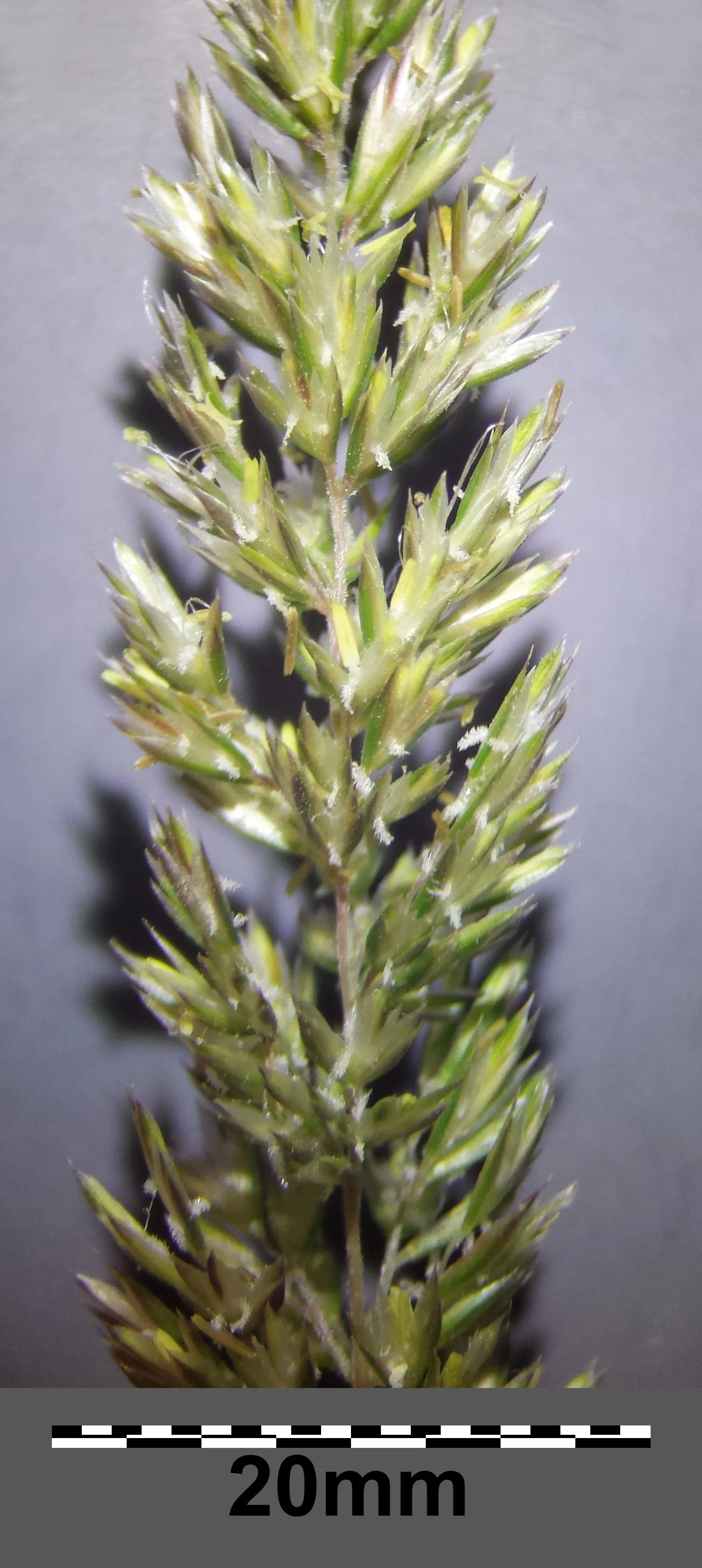 June Grass (Koeleria Macrantha) — grass with green blooms