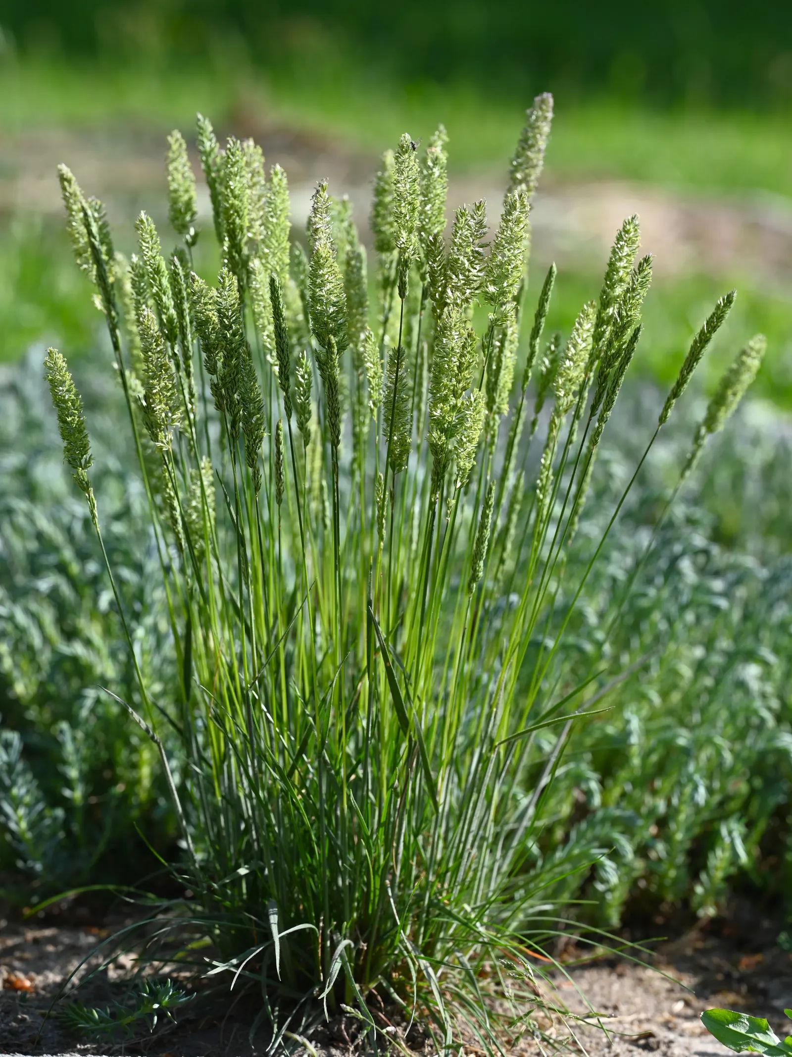 June Grass (Koeleria Macrantha) — Known for its adaptability; its presence attracts local fauna