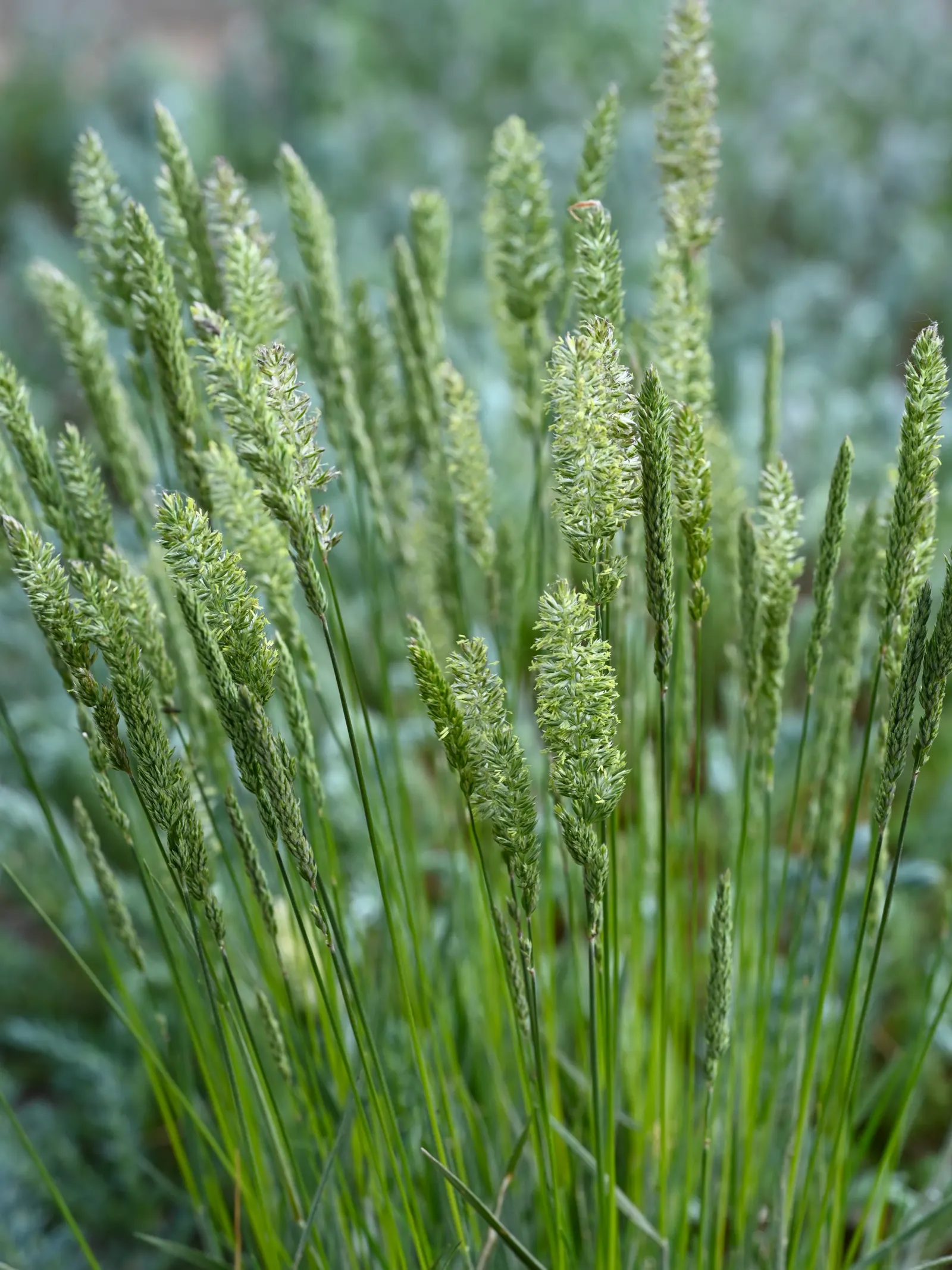 June Grass (Koeleria Macrantha) — The panicles exhibit a silver to light purple shimmer