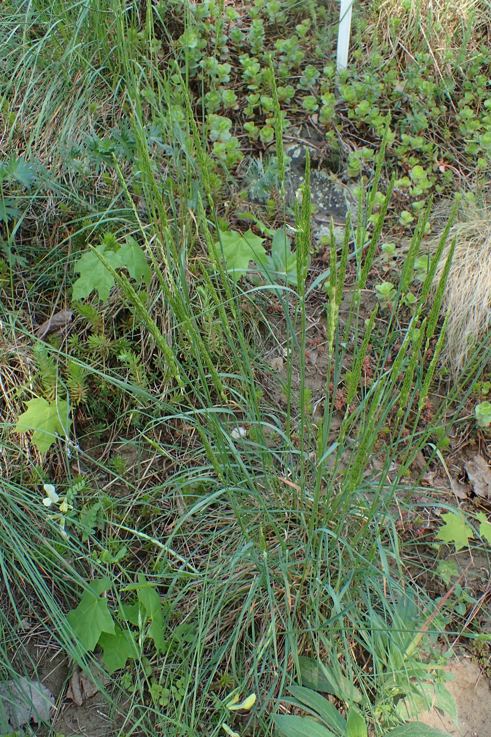 June Grass (Koeleria Macrantha) — grass for full or half; with minimal upkeep, June Grass can be a durable and elegant addition to any green space