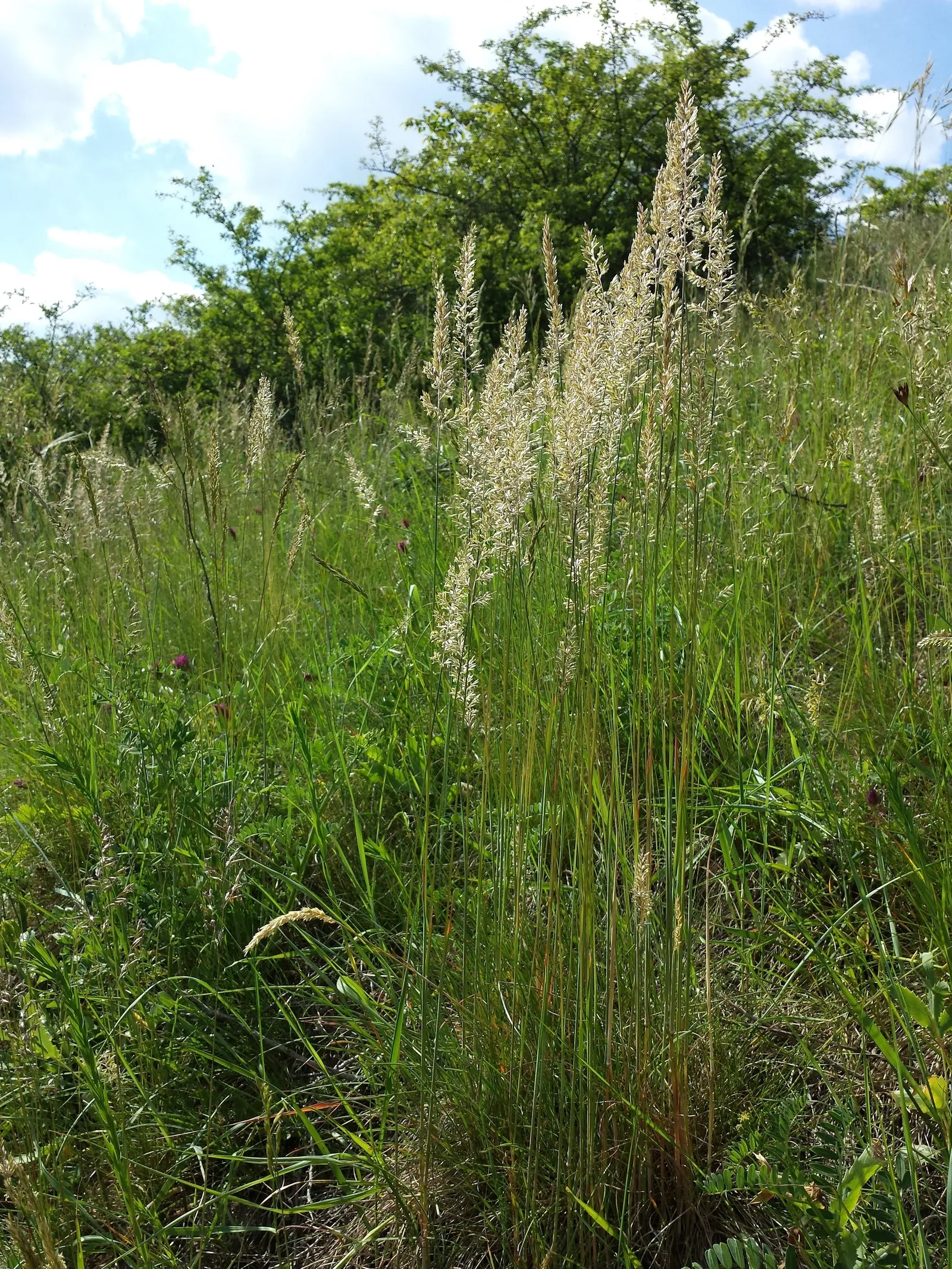 June Grass (Koeleria Macrantha) — It's a drought-tolerant species, so it's also suitable for water-wise landscapes; the silvery-green leaves transition to a