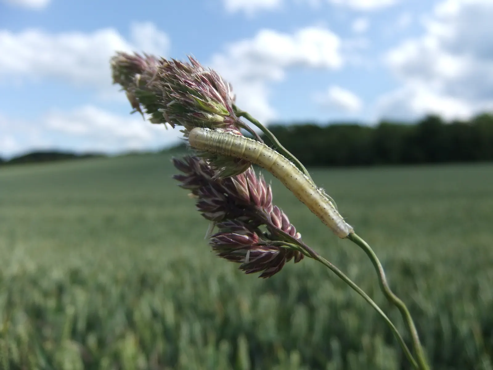 June Grass (Koeleria Macrantha) — June Grass showcases its inflorescence with airy