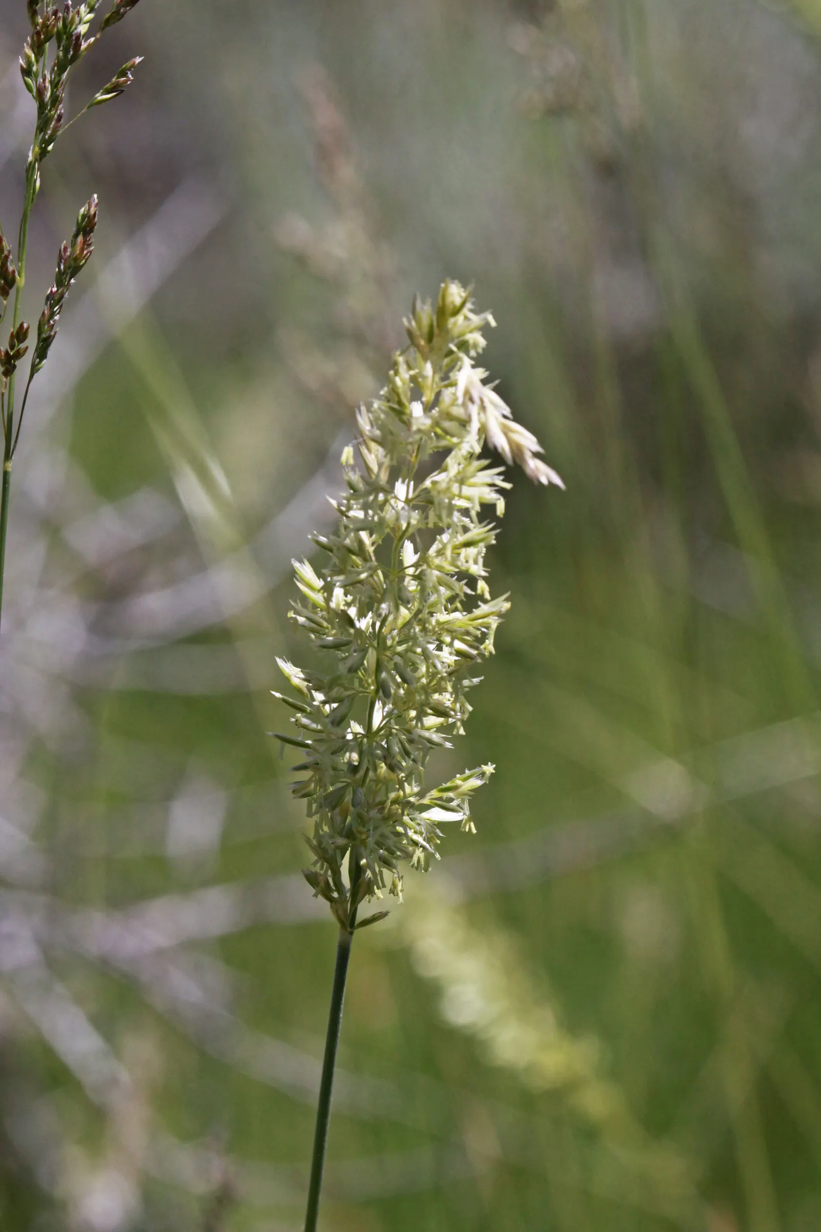 June Grass (Koeleria Macrantha) — requiring well-draining soil and full to partial sunlight to flourish; densely tufted clump typically standing around 1 to 2