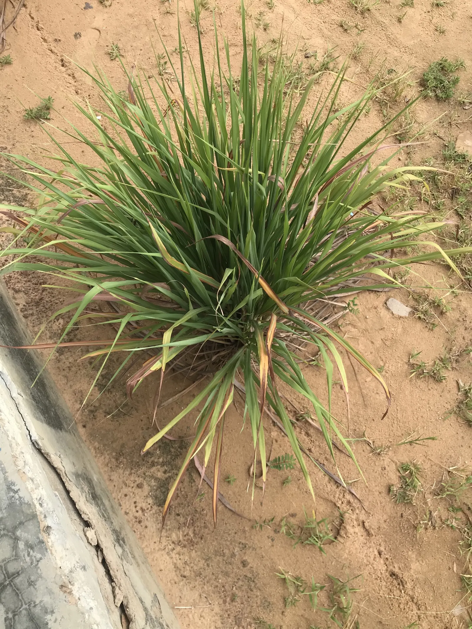 June Grass (Koeleria Macrantha) — though it flourishes in well-drained soils