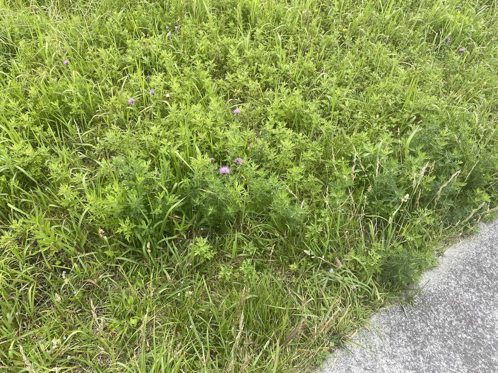 June Grass (Koeleria Macrantha) — Its presence attracts local fauna; it's a drought-tolerant species, so it's also suitable for water-wise landscapes
