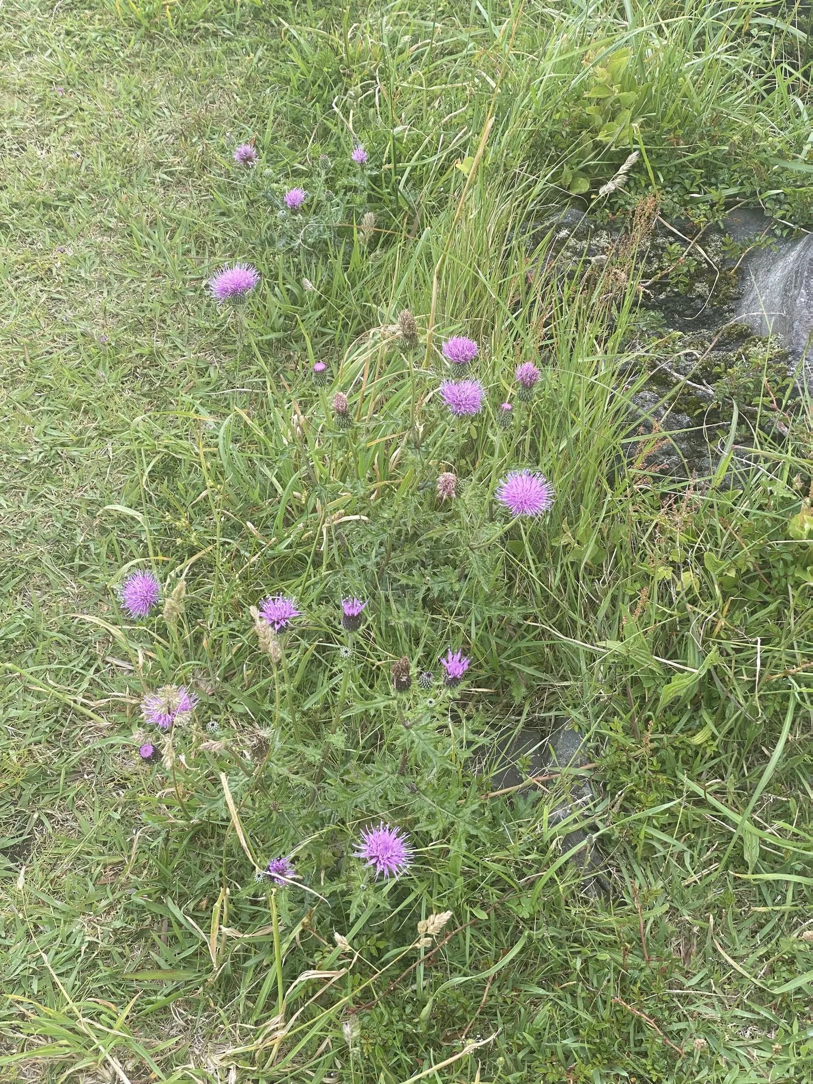 June Grass (Koeleria Macrantha) — grass with green blooms; june Grass showcases its inflorescence with airy