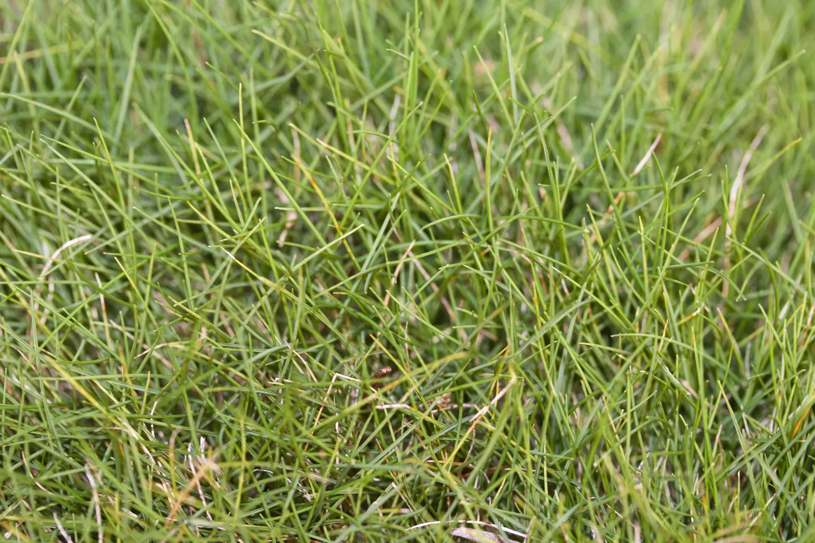 June Grass (Koeleria Macrantha) — consider its growth patterns and use it to enhance borders; grass for full or half