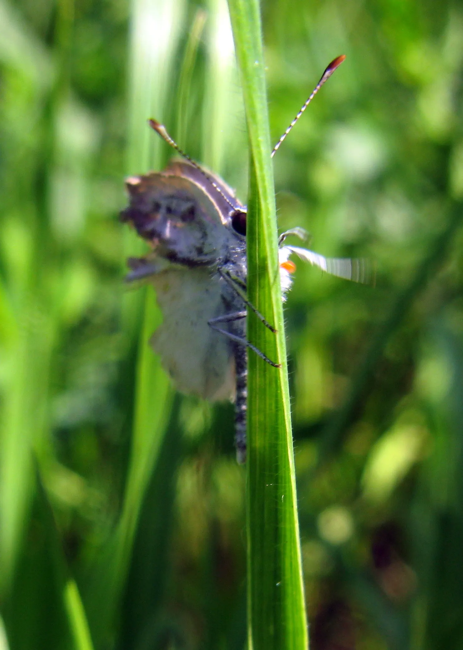 June Grass (Koeleria Macrantha) — It's a drought-tolerant species, so it's also suitable for water-wise landscapes