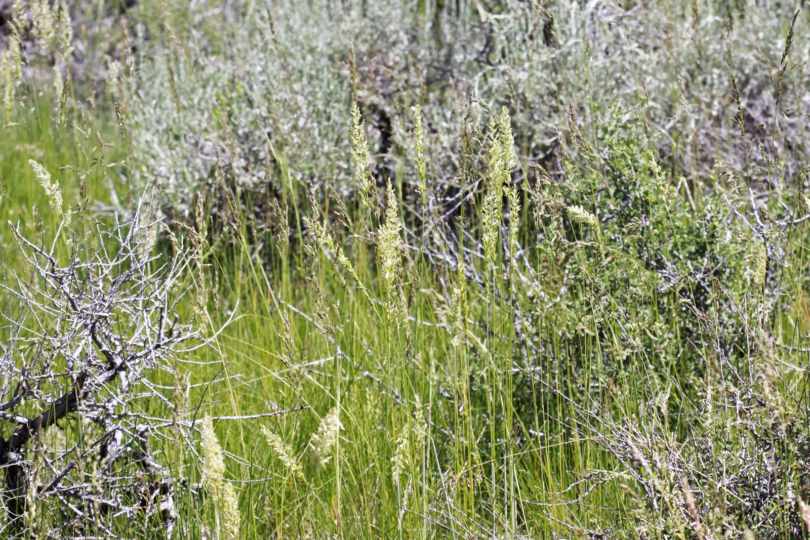 June Grass (Koeleria Macrantha) — Ideal for naturalized areas; requiring well-draining soil and full to partial sunlight to flourish
