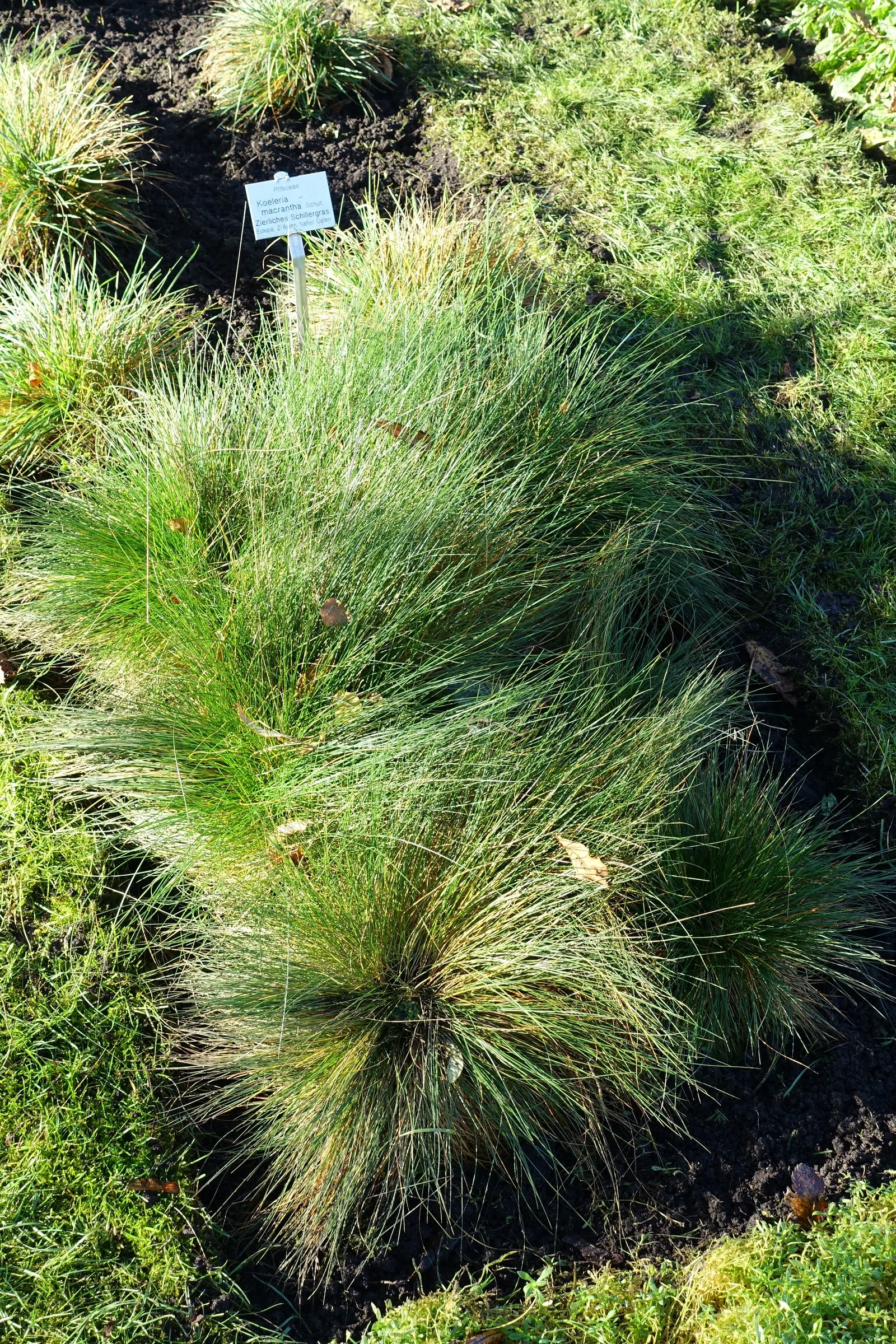 June Grass (Koeleria Macrantha) — it prefers full sun and tolerates a range of soil types