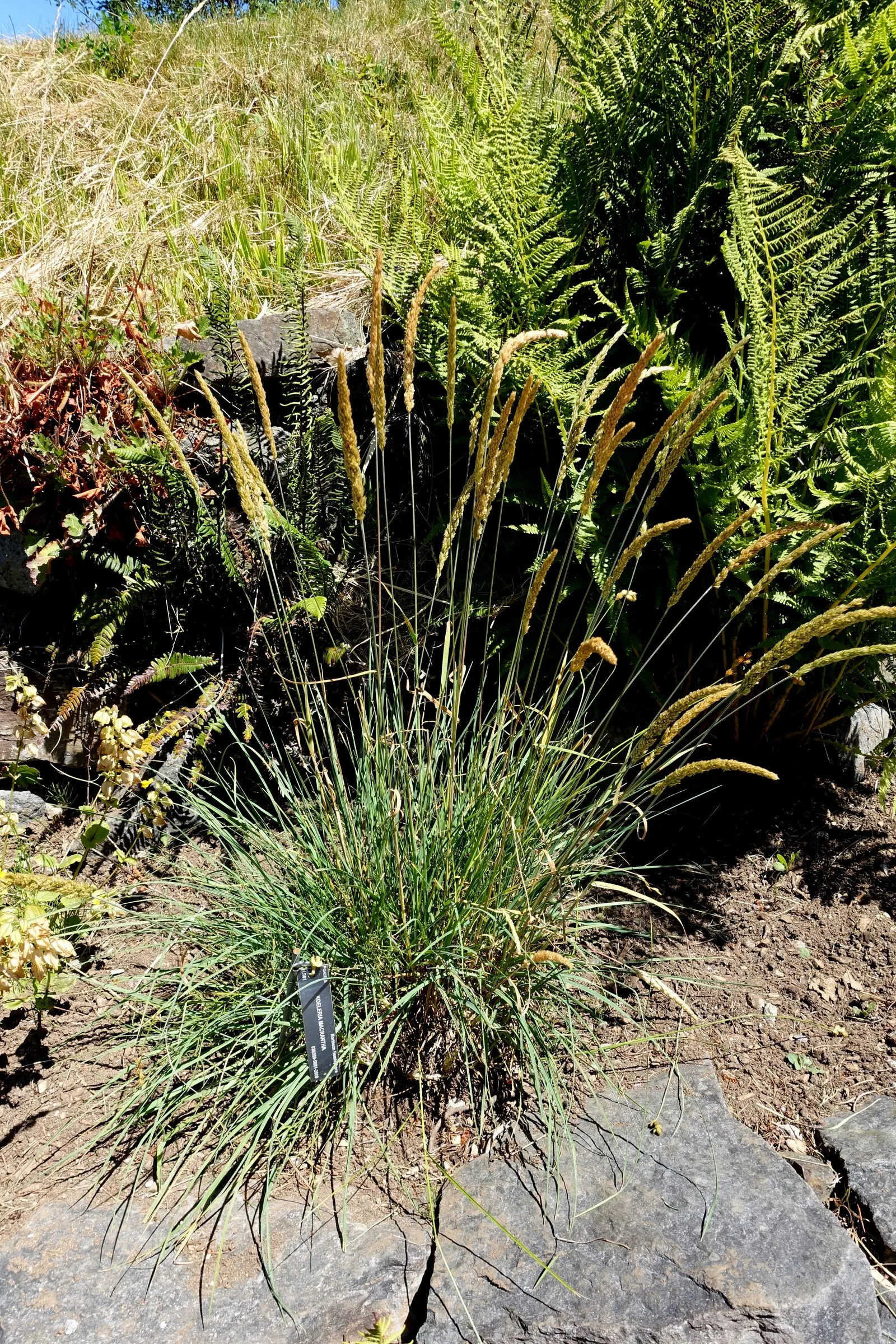 June Grass (Koeleria Macrantha) — June Grass (Koeleria macrantha) is a perennial cool-season bunchgrass featuring fine-textured foliage; it prefers, image 53
