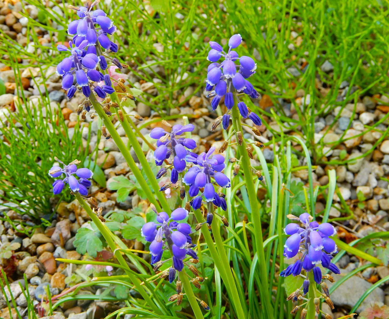 June Grass (Koeleria Macrantha) — With minimal upkeep, June Grass can be a durable and elegant addition to any green space