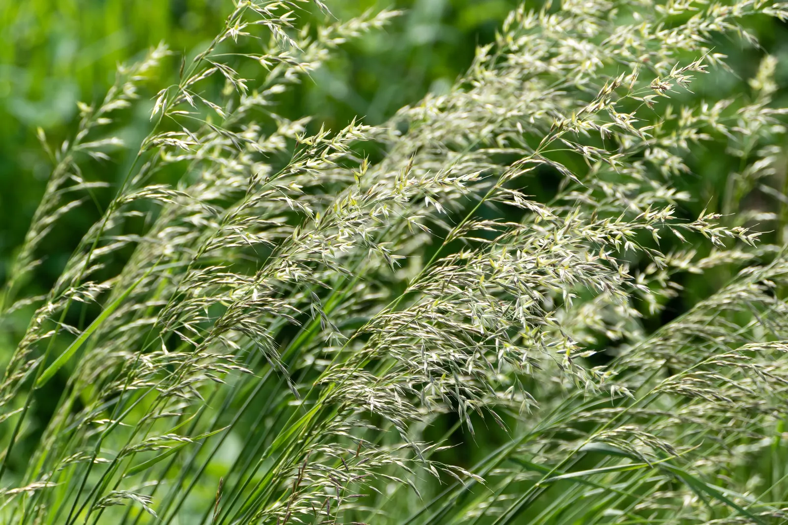June Grass (Koeleria Macrantha) — Thriving in USDA Zones 3-9; the panicles exhibit a silver to light purple shimmer