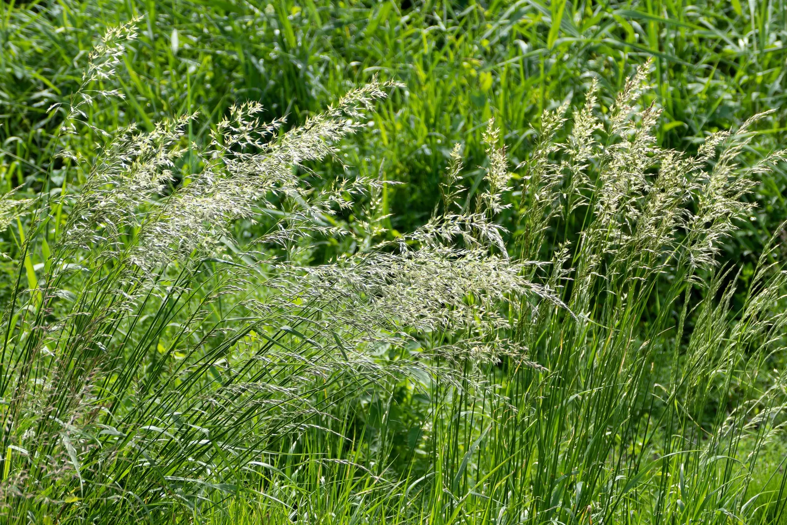 June Grass (Koeleria Macrantha) — June Grass (Koeleria macrantha) is a perennial cool-season bunchgrass featuring fine-textured foliage; it prefers full sun