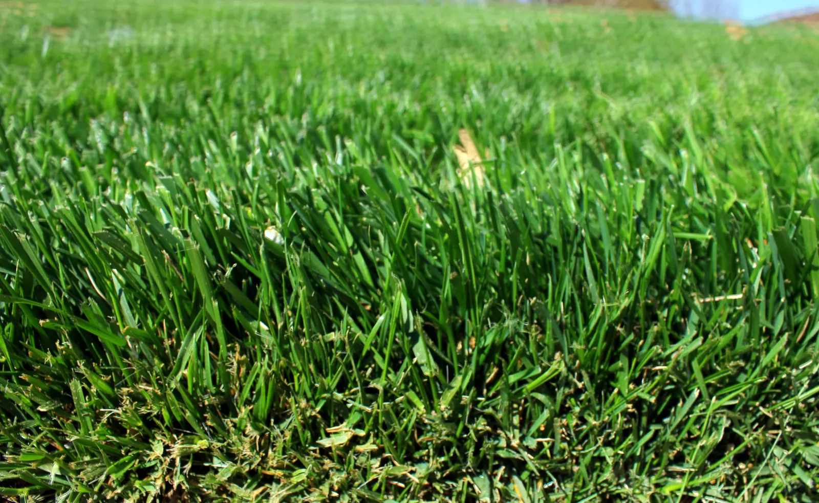June Grass (Koeleria Macrantha) — June Grass thrives in USDA zones 3 through 9; thriving in USDA Zones 3-9