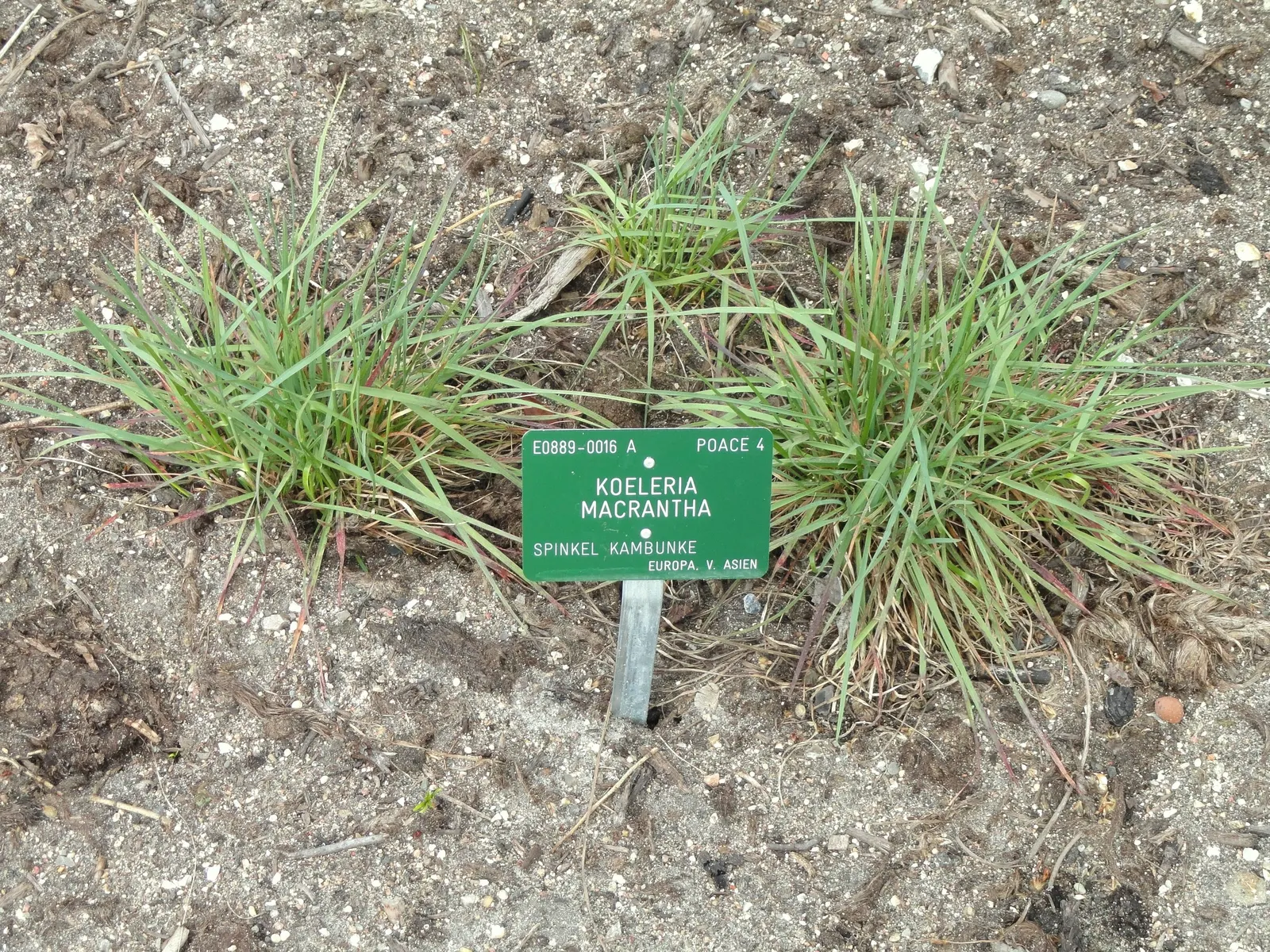 June Grass (Koeleria Macrantha) — densely tufted clump typically standing around 1 to 2 feet tall and spreading about the same in width; providing a subtle yet