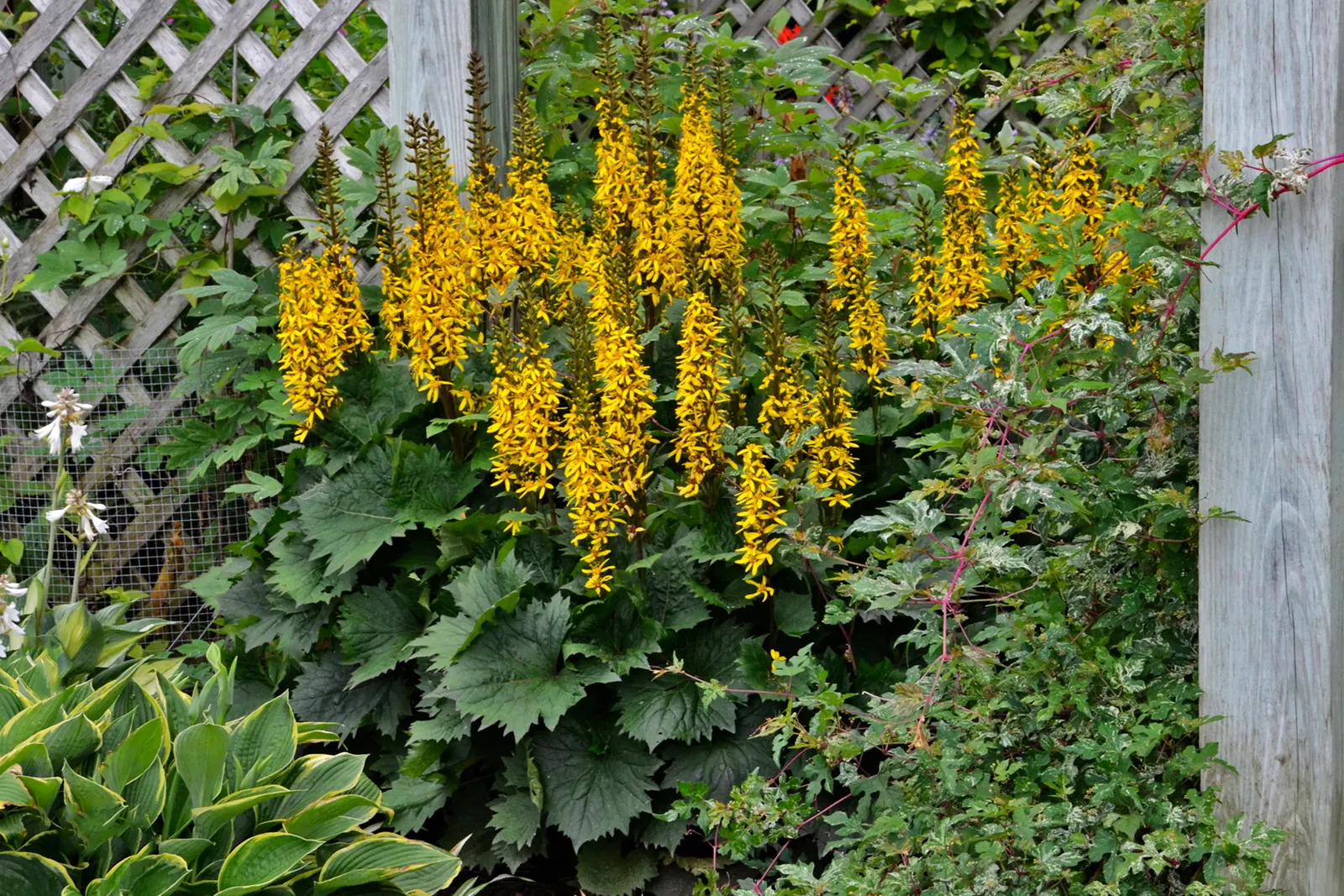'Bottle Rocket' Ligularia (Ligularia hybrid) — serrated leaves form a compact clump.; moist locations in part shade, image 37