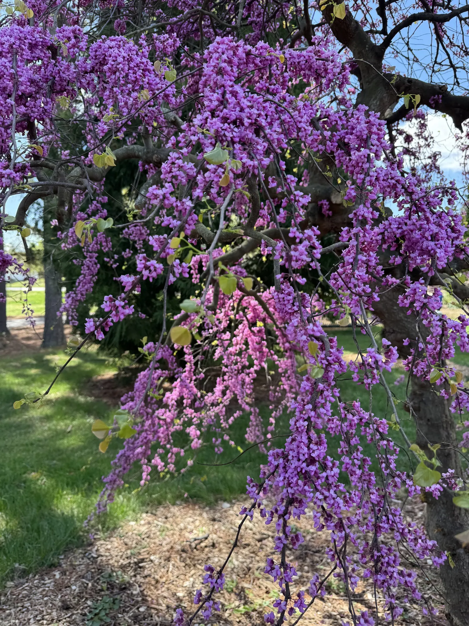 Texas Redbud (Cercis Canadensis Var. Texensis) — The Texas Redbud (Cercis canadensis var