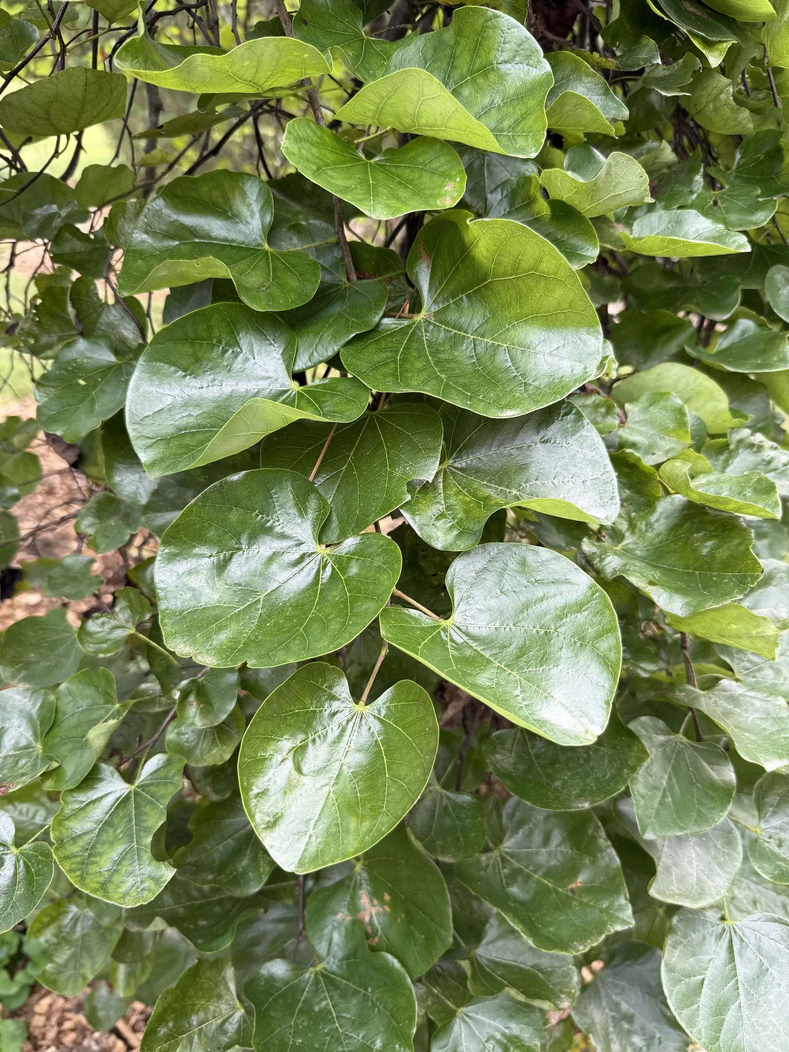 Texas Redbud (Cercis Canadensis Var. Texensis) — It prefers well-drained soils and full sun to partial shade