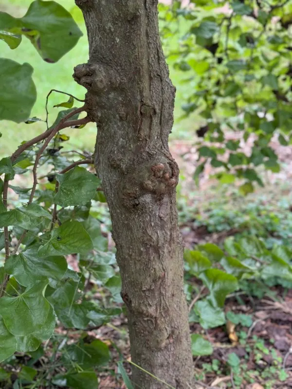 Texas Redbud (Cercis Canadensis Var. Texensis) — It typically grows to a moderate height of 15 to 20 feet