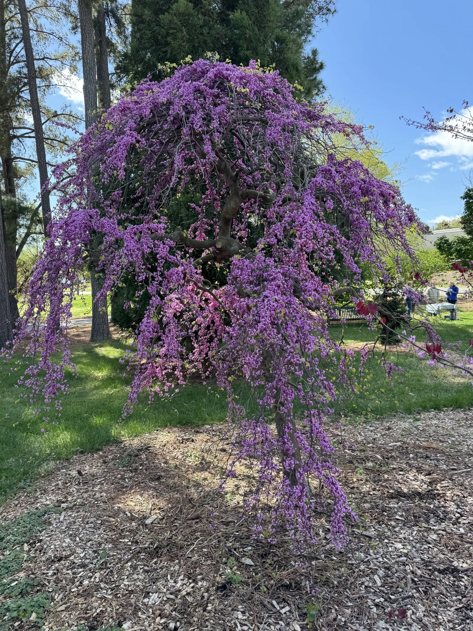 Texas Redbud (Cercis Canadensis Var. Texensis) — notable for its vibrant pink blossoms that adorn its branches in early spring