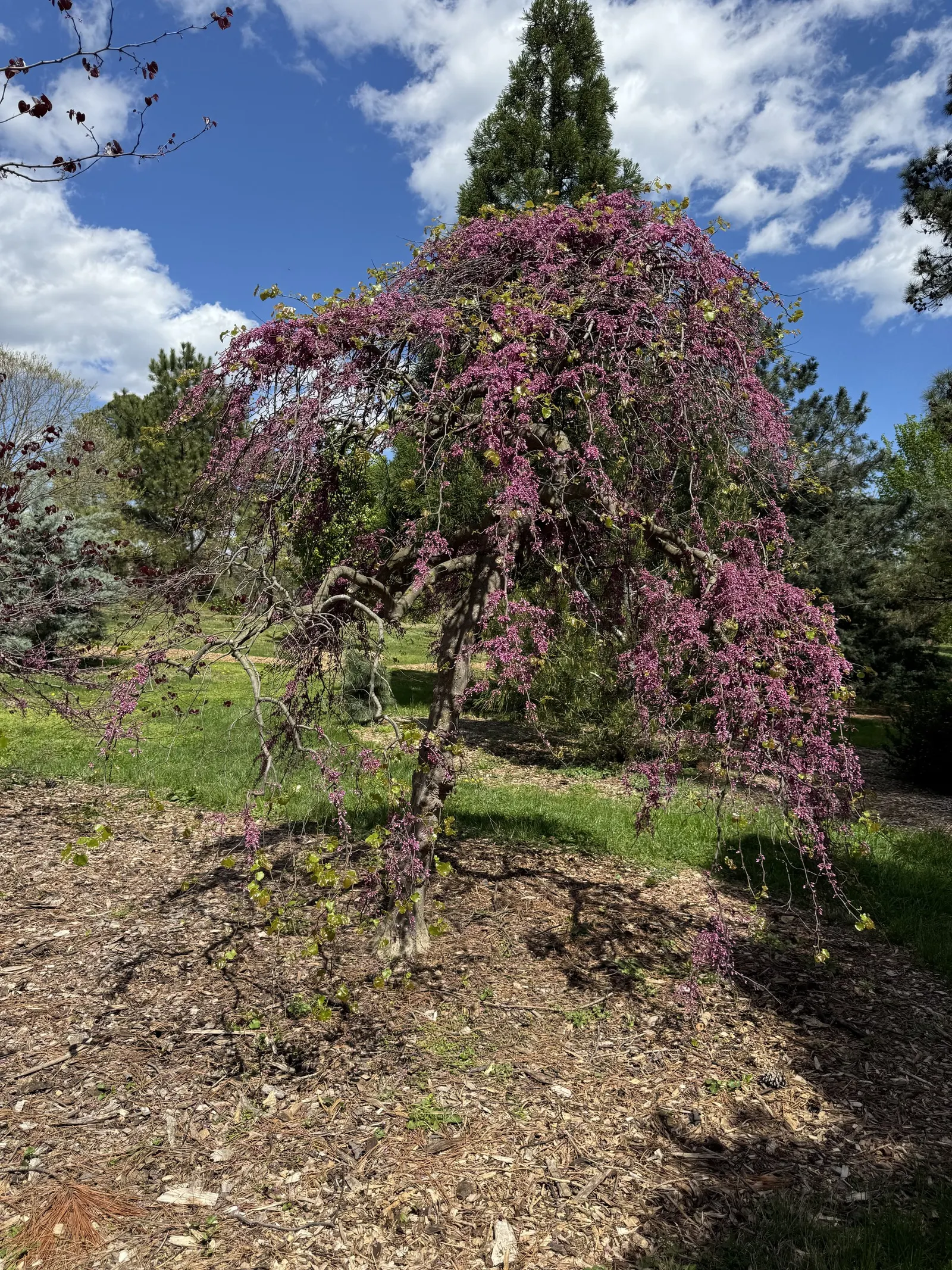 Texas Redbud (Cercis Canadensis Var. Texensis) — exhibits a remarkable drought tolerance once established