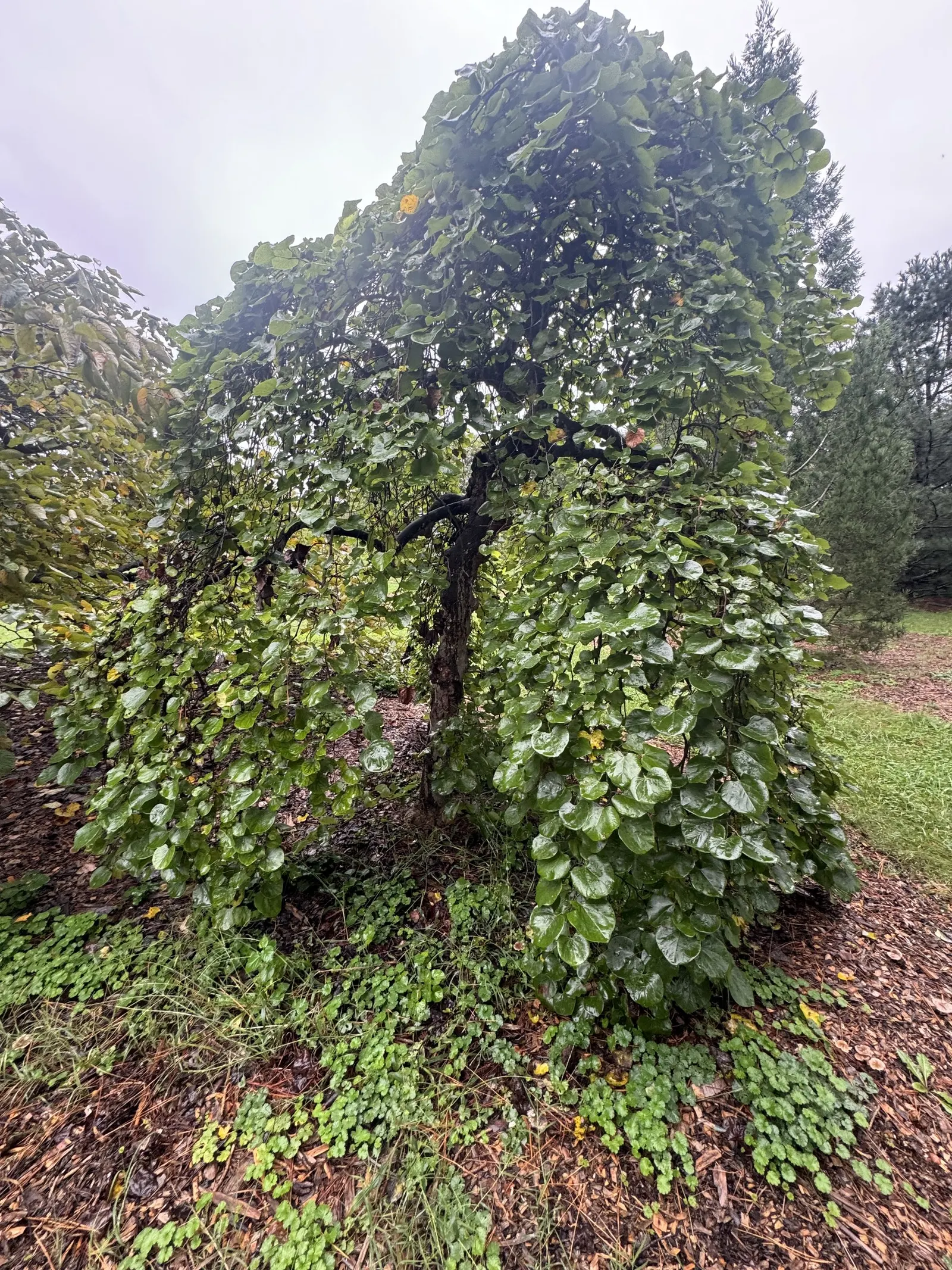 Texas Redbud (Cercis Canadensis Var. Texensis) — distinguishable from its Eastern Redbud cousin by its glossy