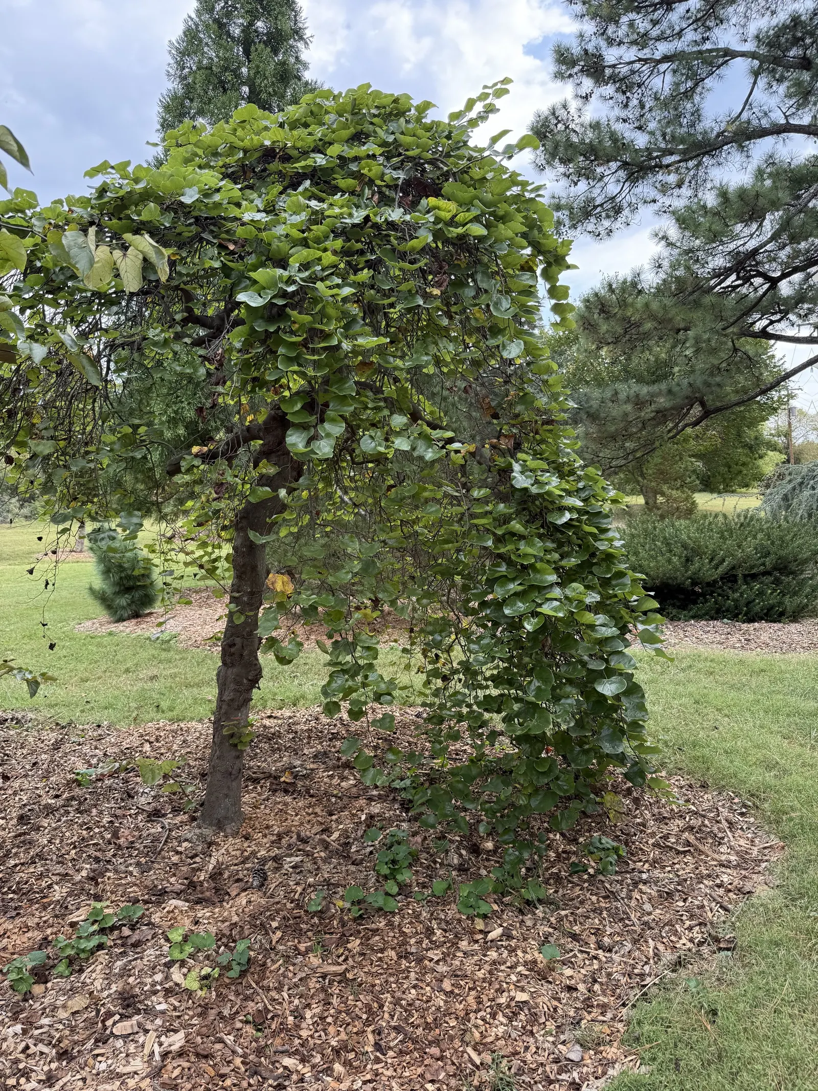 Texas Redbud (Cercis Canadensis Var. Texensis) — texensis) is a deciduous ornamental tree