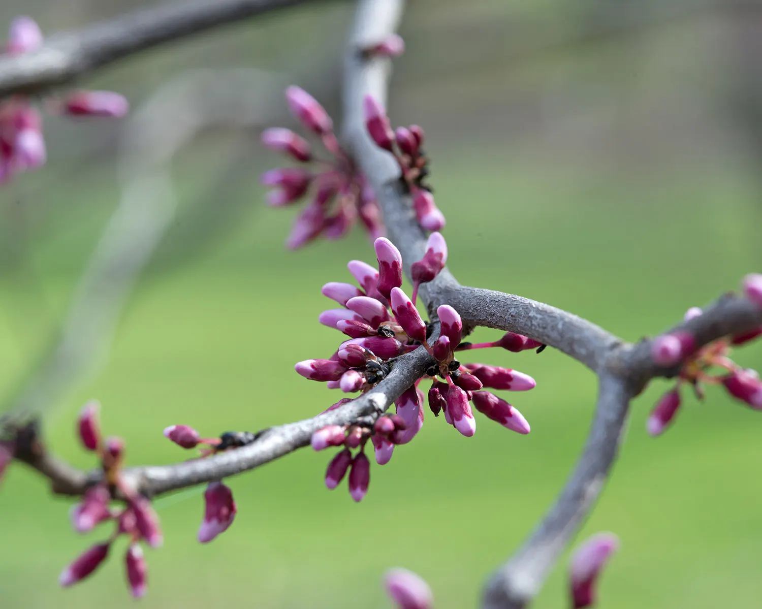 Texas Redbud (Cercis Canadensis Var. Texensis) — The Texas Redbud, or Cercis canadensis var