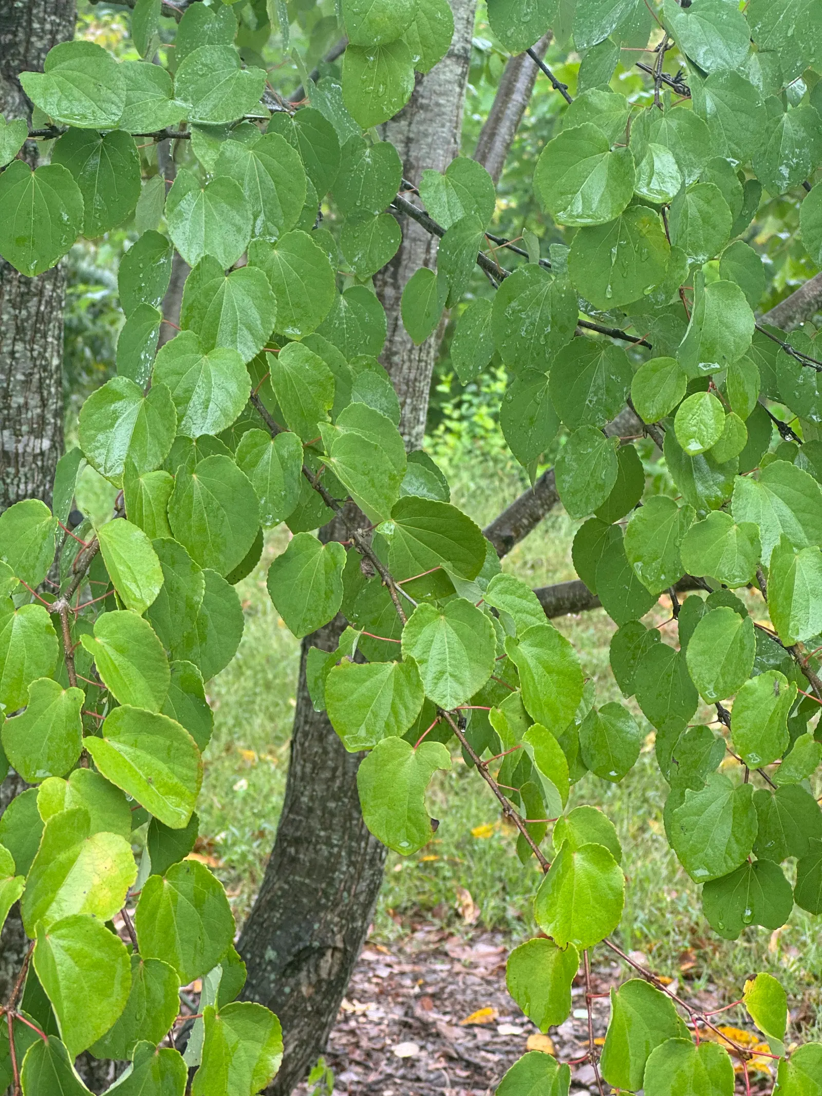 Texas Redbud (Cercis Canadensis Var. Texensis) — Drought-tolerant once established, it's ideal for small gardens and accent planting