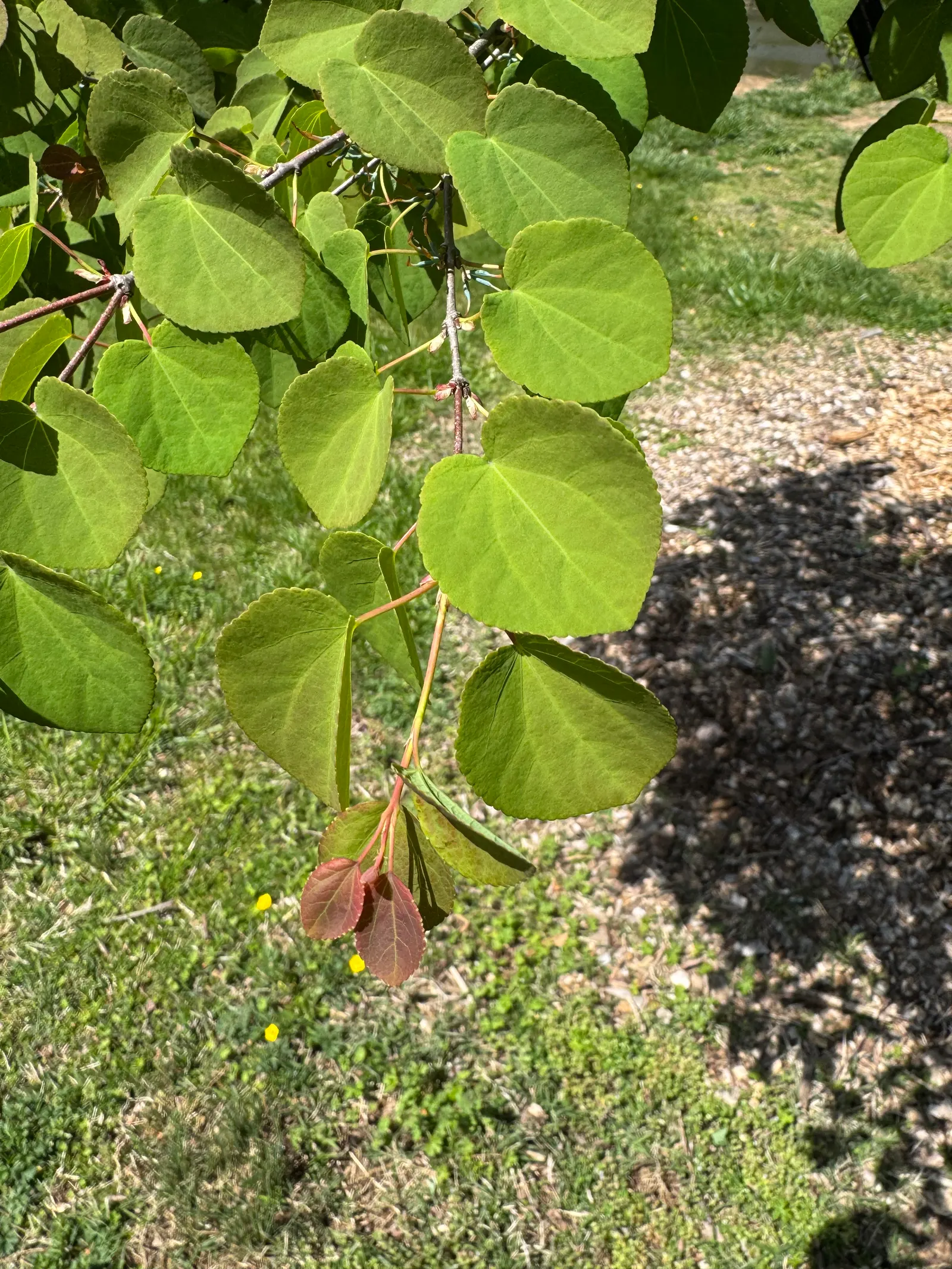 Texas Redbud (Cercis Canadensis Var. Texensis) — Maturing to a height of 15-20 feet with an equal spread