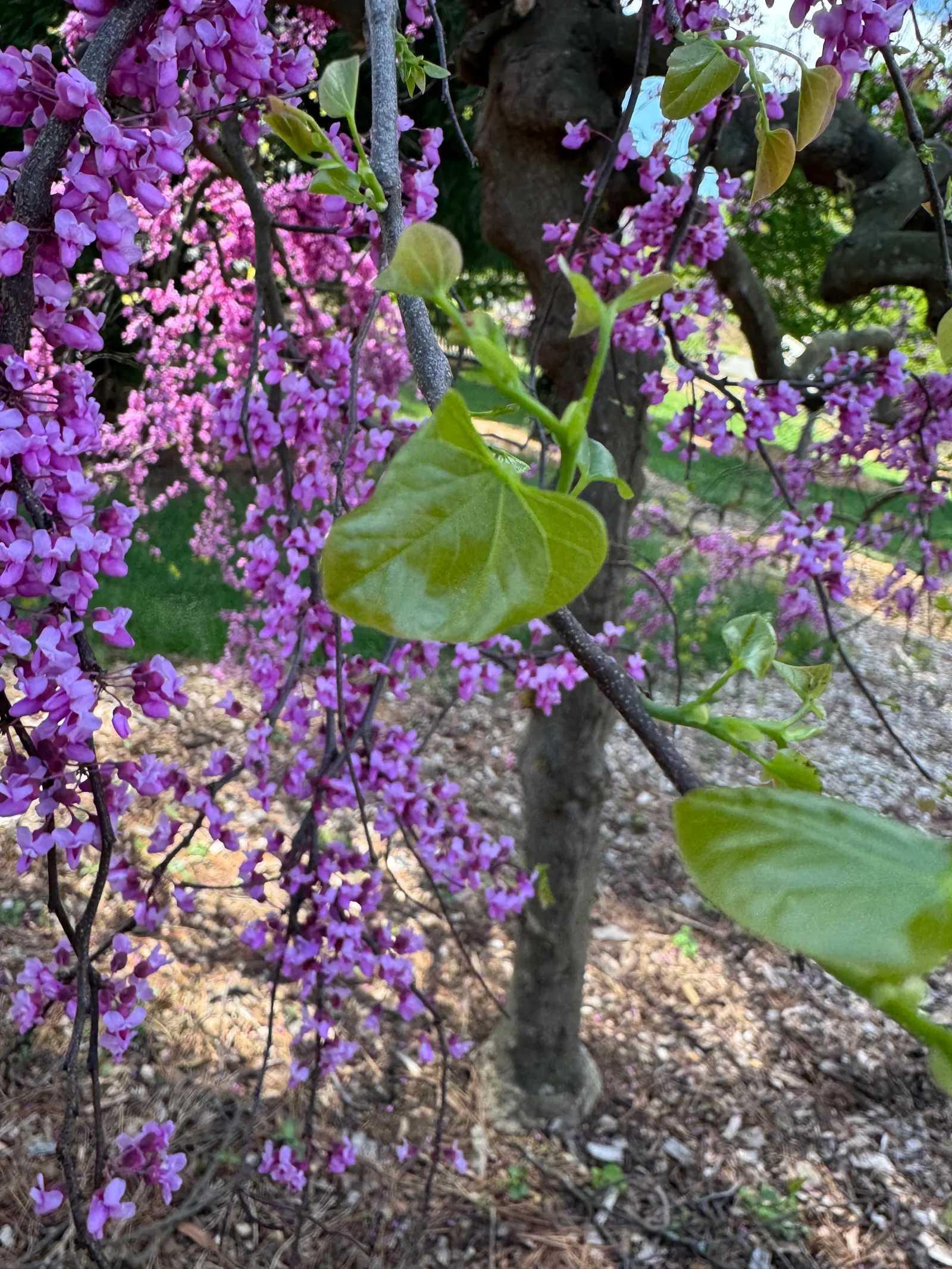 Texas Redbud (Cercis Canadensis Var. Texensis) — it features heart-shaped leaves that transition to green and then to yellow in fall