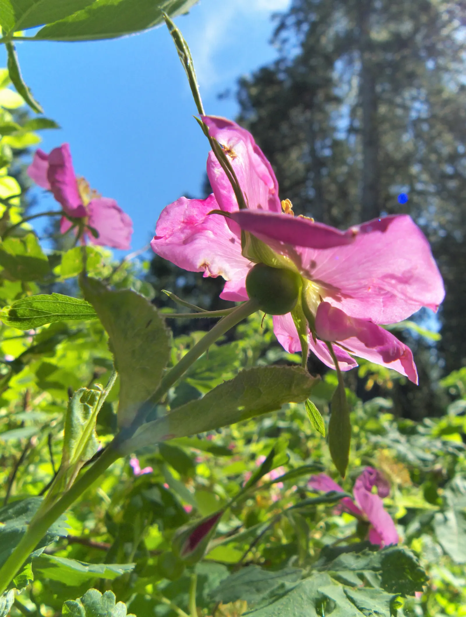 Nootka Rose (Rosa Nutkana) — The blooms grace the shrub from late spring to early summer