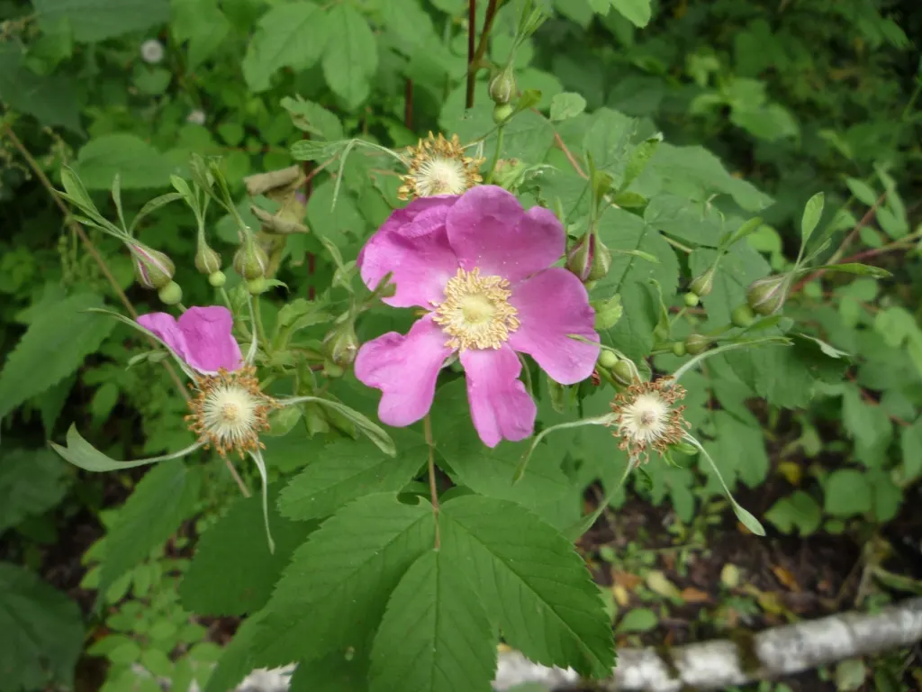 Nootka Rose (Rosa Nutkana) — This hardy species enjoys full sun to partial shade and tolerates various soils