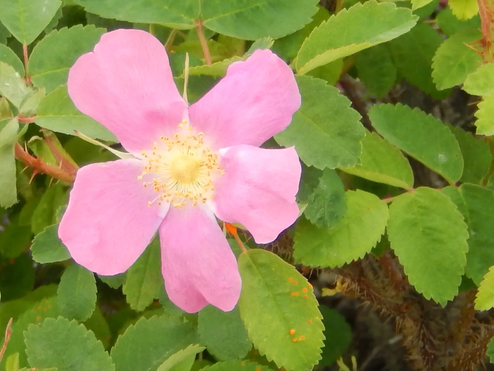 Nootka Rose (Rosa Nutkana) — Its dense thicket growth and rose hips appeal to wildlife; pink flowers in the garden