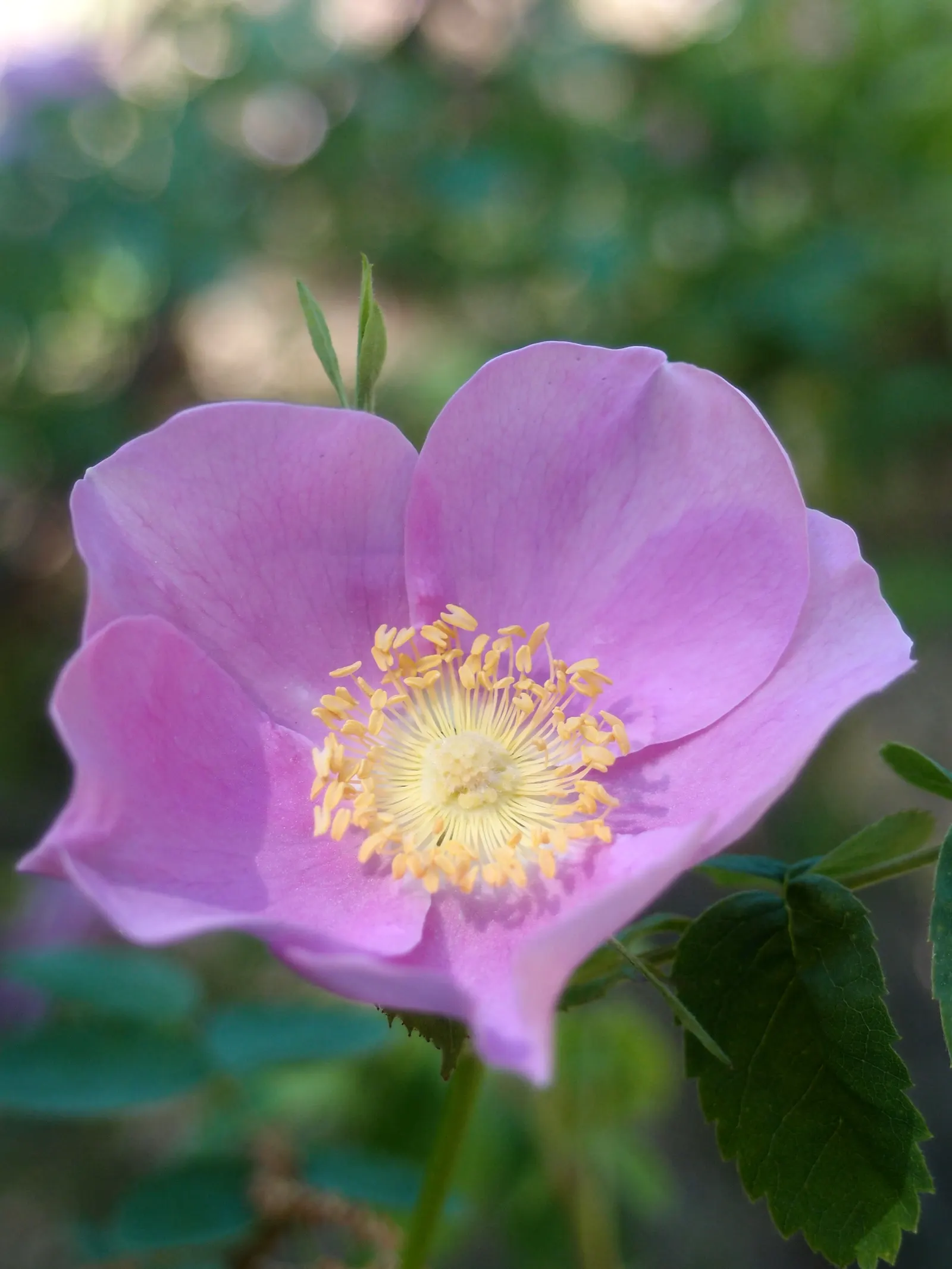 Nootka Rose (Rosa Nutkana) — orange-red hips in the fall