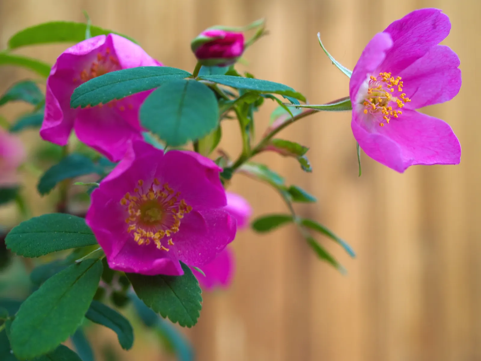 Nootka Rose (Rosa Nutkana) — shrub / vine for full or half or shade