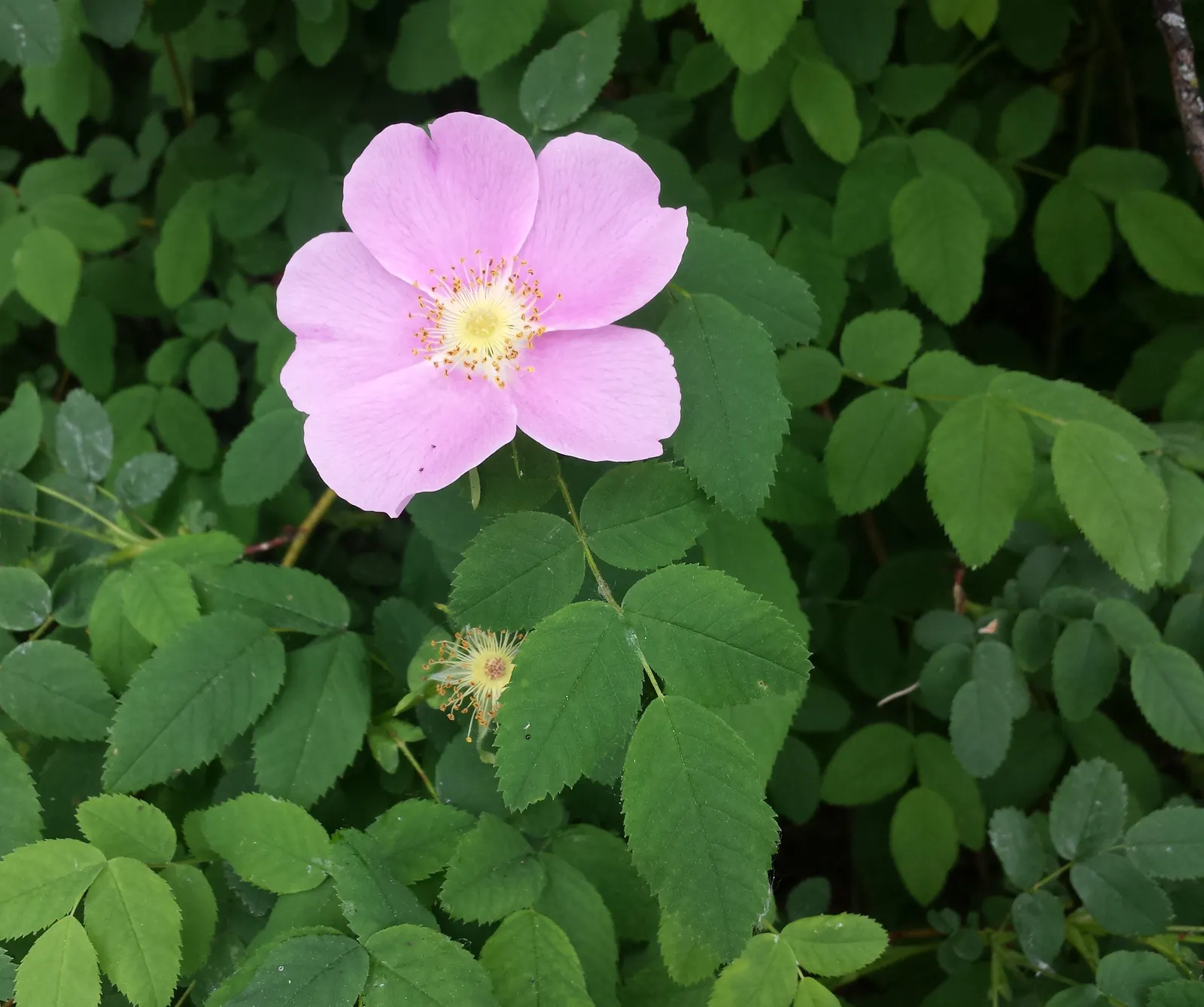 Nootka Rose (Rosa Nutkana) — which are a valuable food source for birds