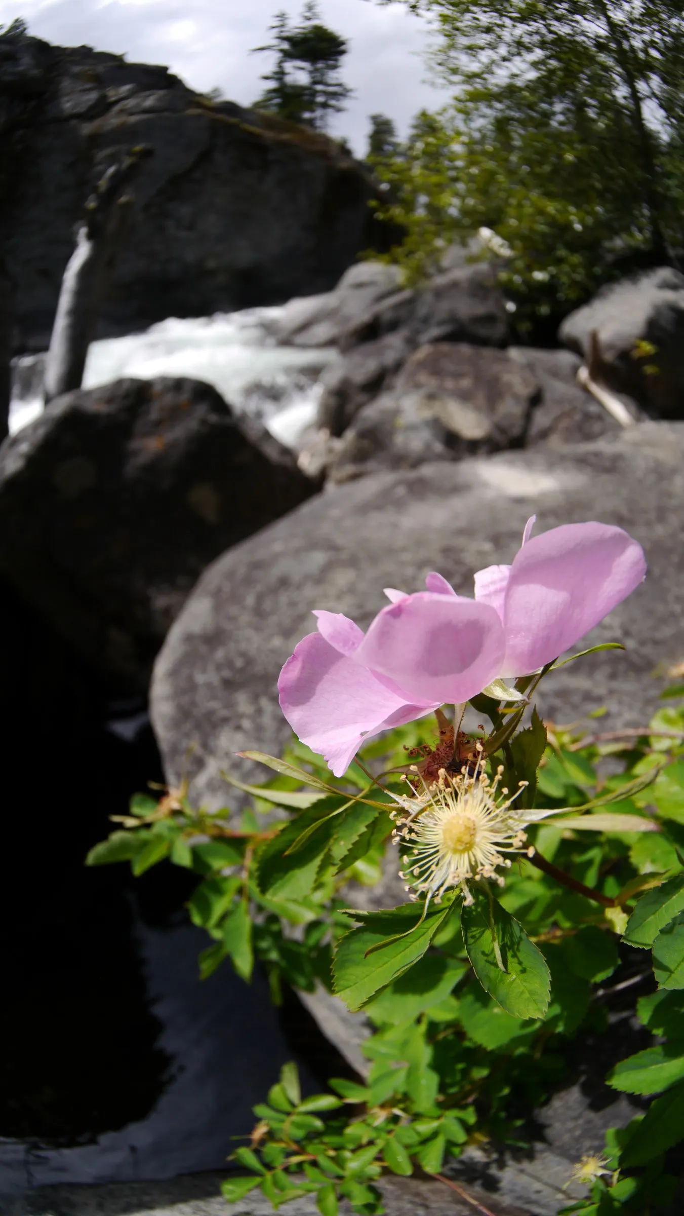 Nootka Rose (Rosa Nutkana) — shrub / vine with pink blooms