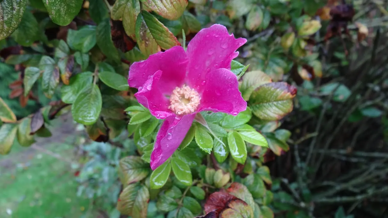 Nootka Rose (Rosa Nutkana) — This deciduous shrub typically reaches a mature height of 3 to 9 feet and can spread 3 to 6 feet wide; the Nootka Rose thrives in