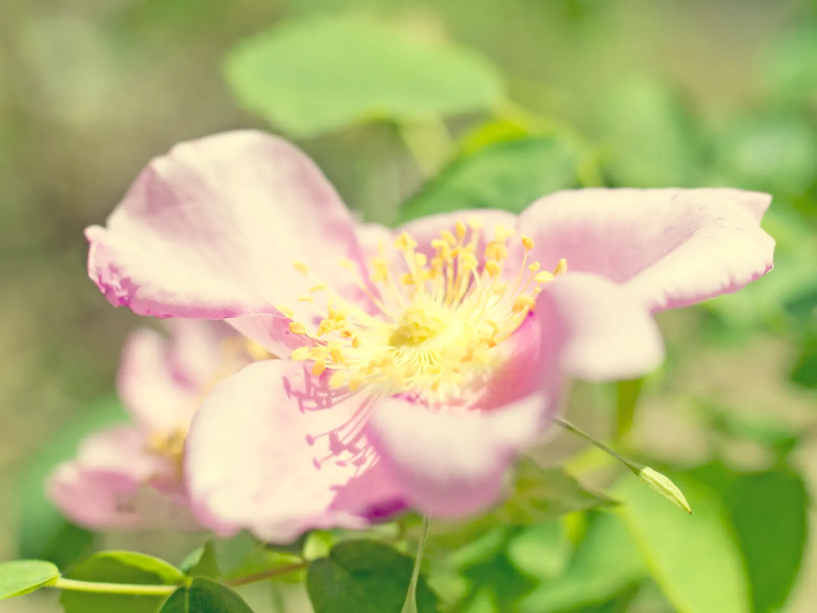 Nootka Rose (Rosa Nutkana) — is a native North American species renowned for its striking beauty and resilience