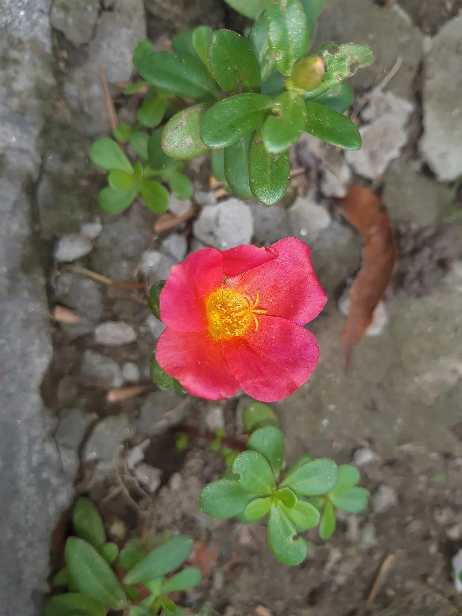 Nootka Rose (Rosa Nutkana) — With its hardiness and low maintenance