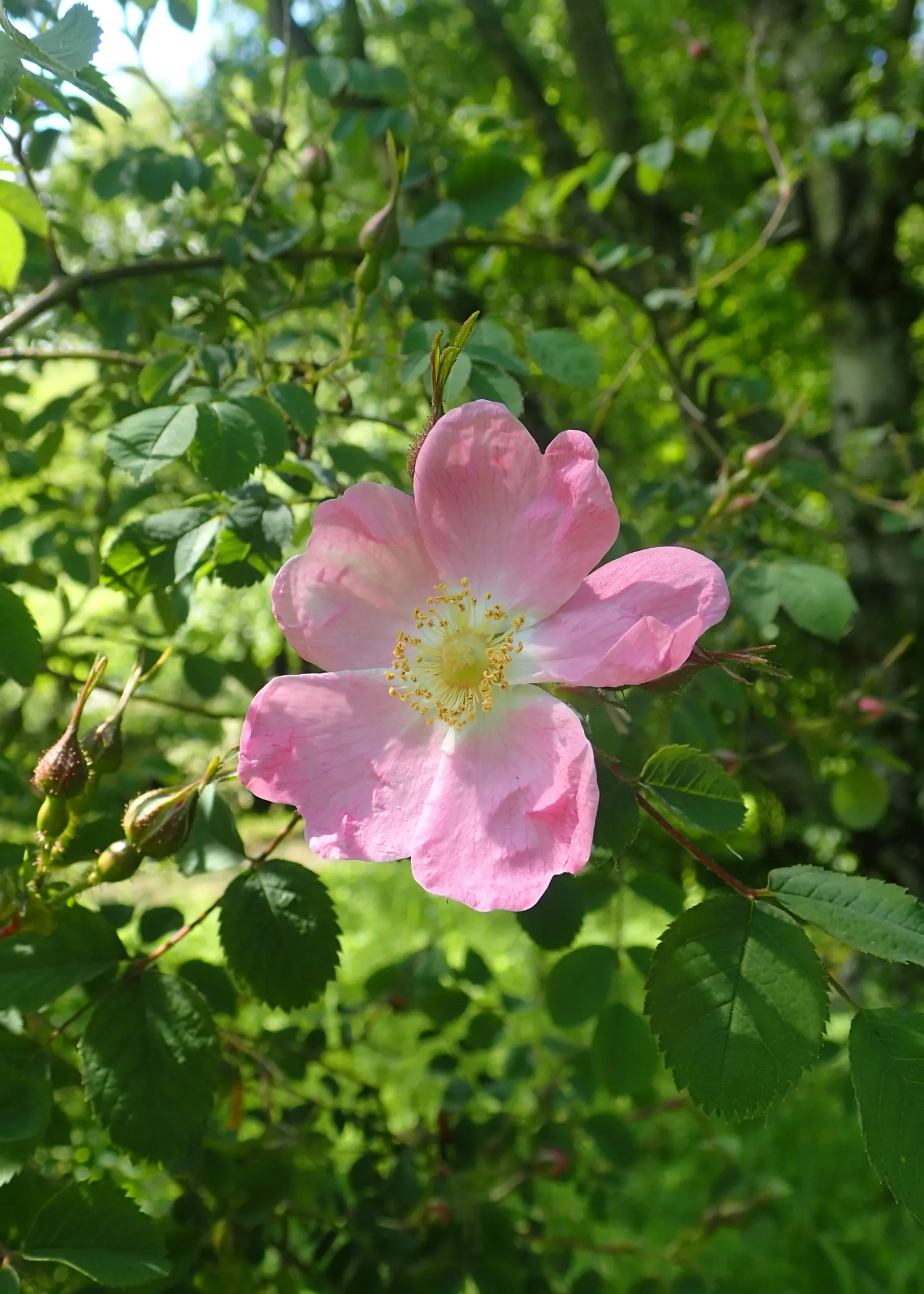 Nootka Rose (Rosa Nutkana) — which are a valuable food source for birds; though it's tolerant of various soil types